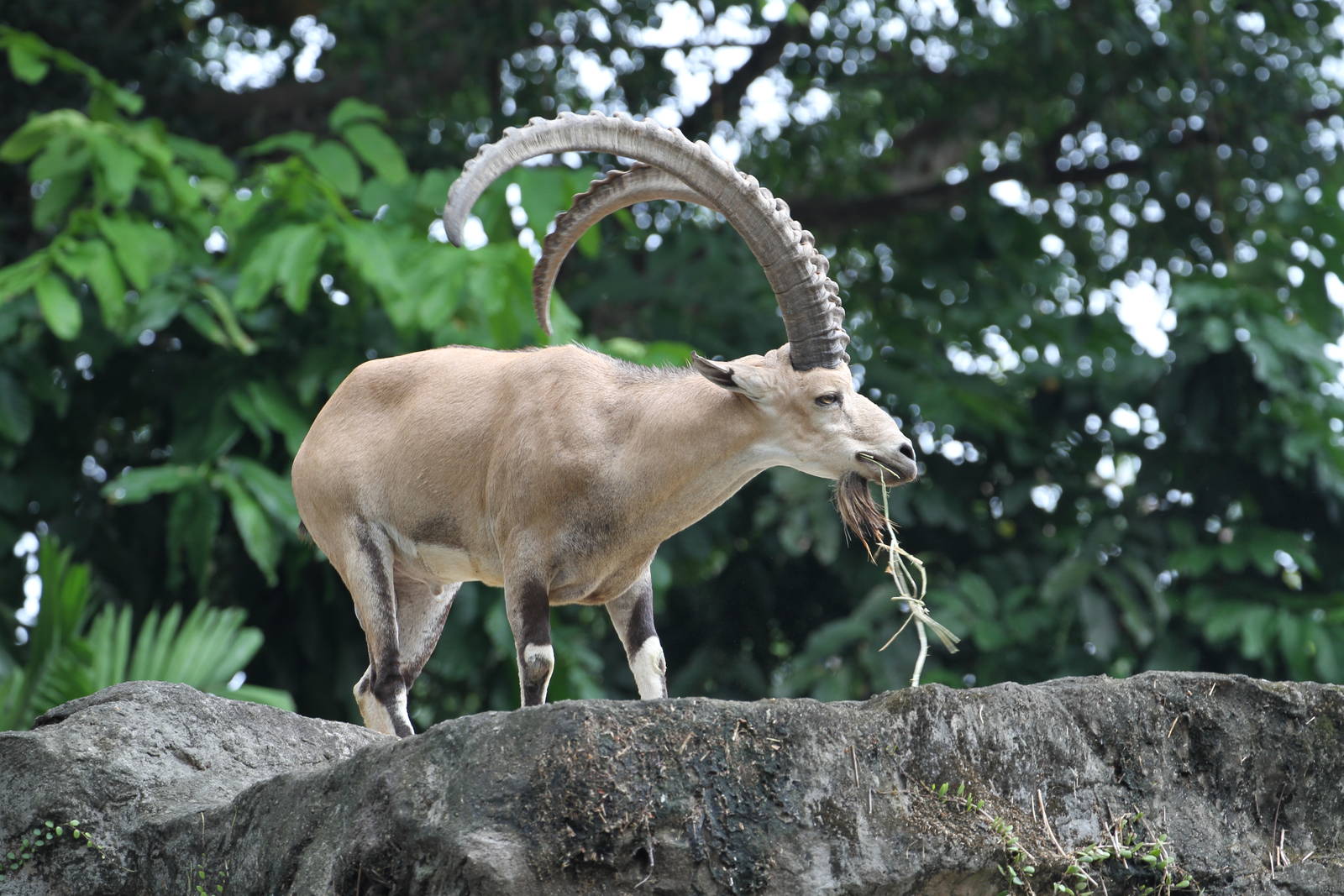 Nubian Ibex