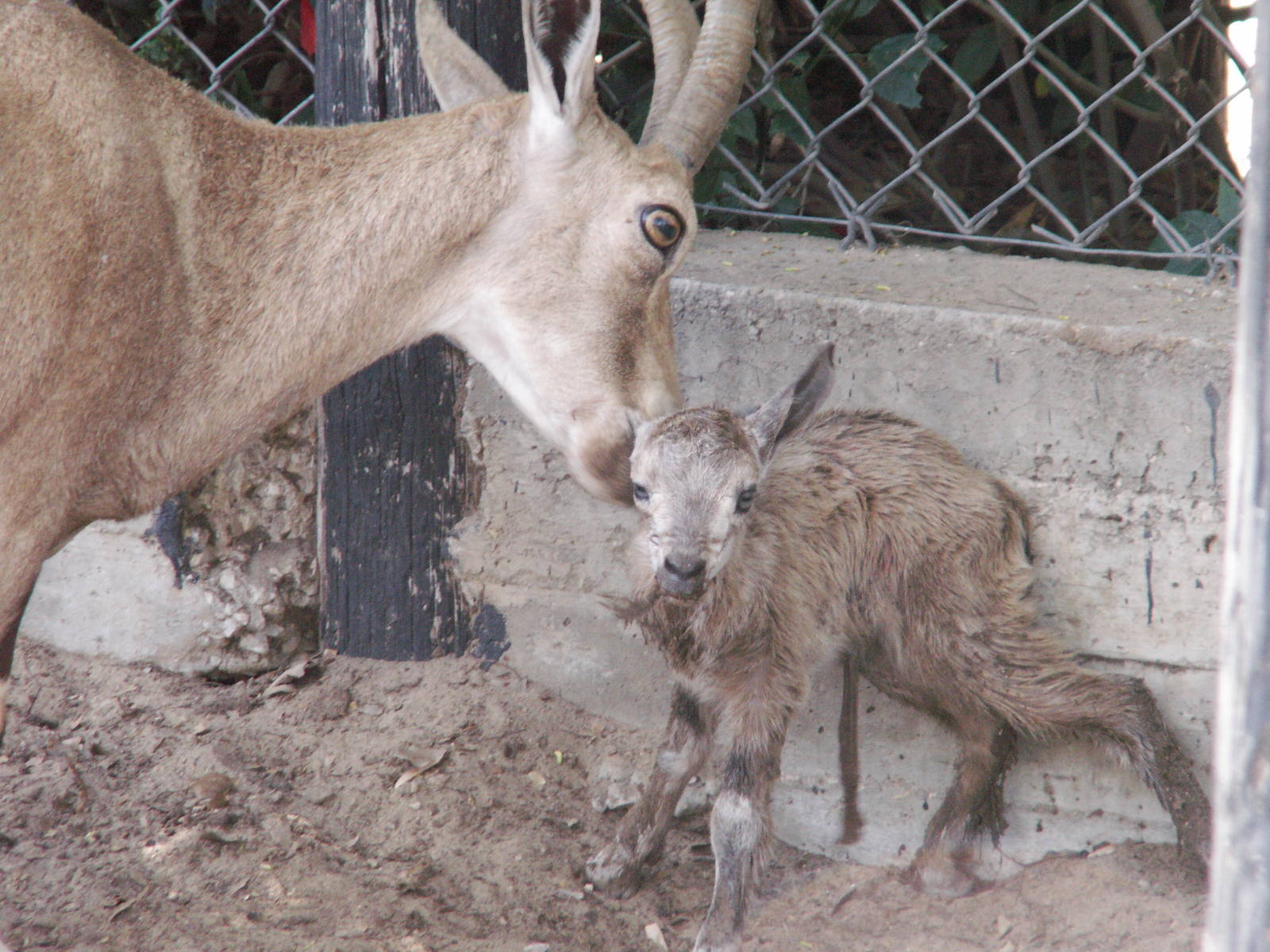 nubian ibex