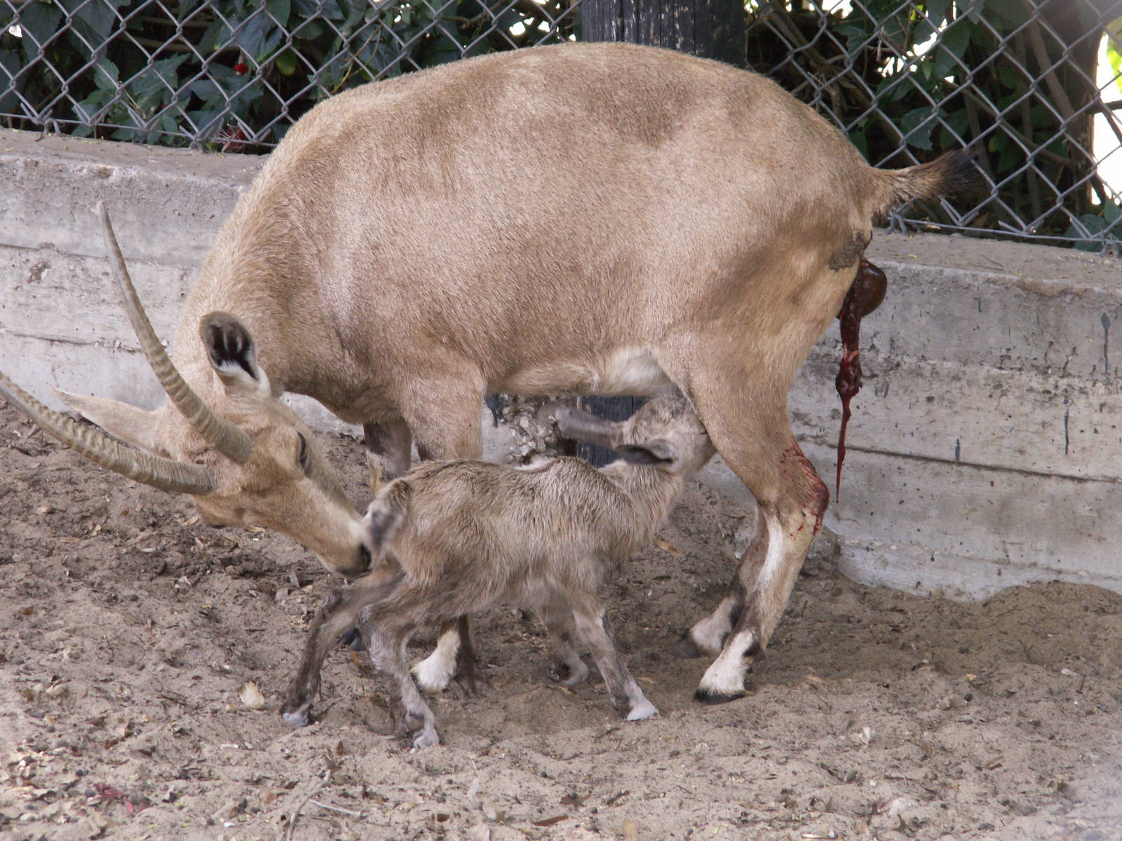 nubian ibex