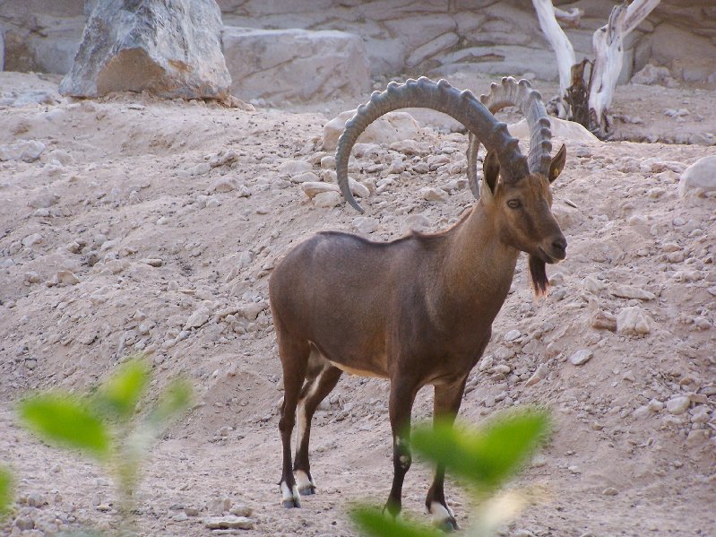 Nubian Ibex