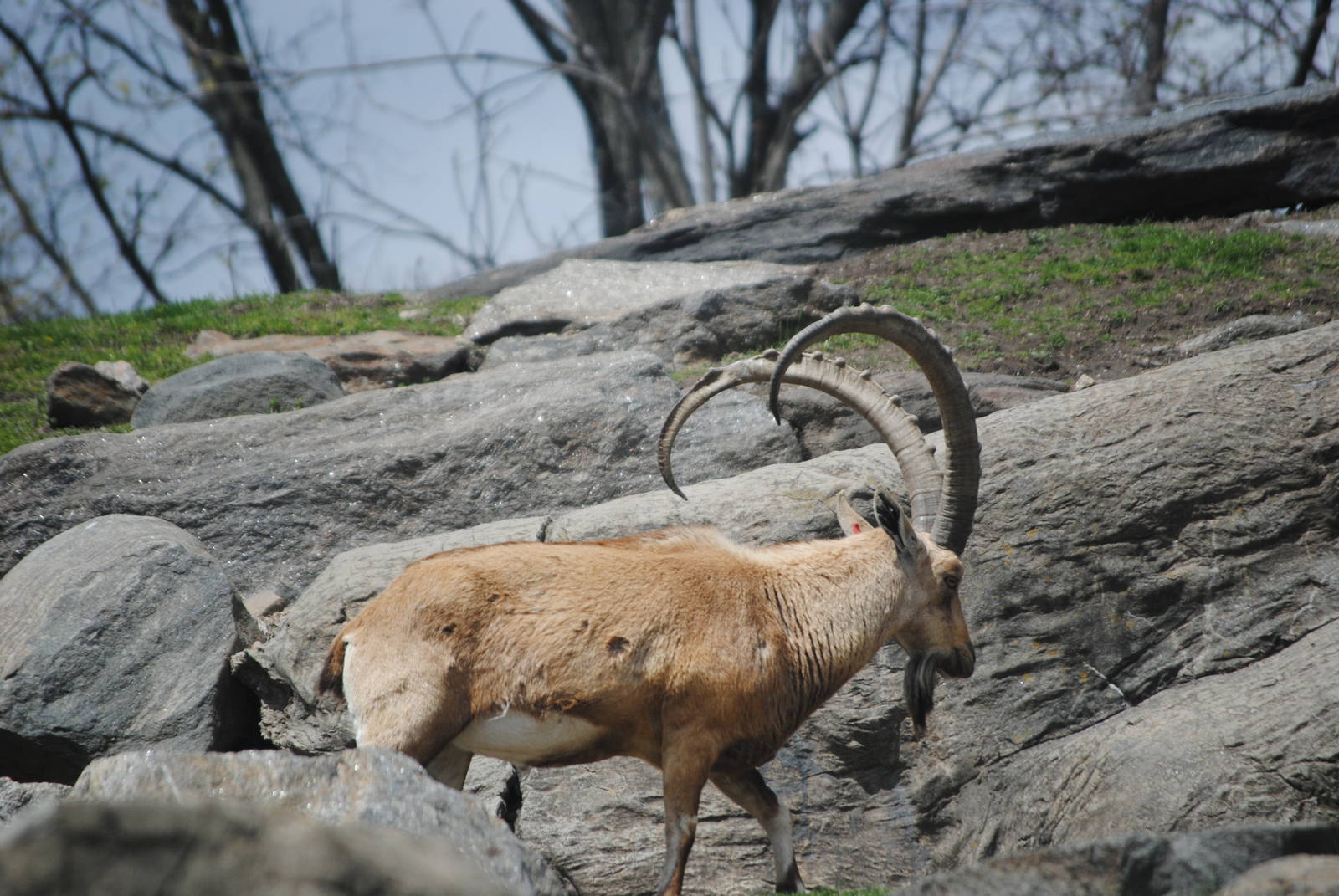 Nubian Ibex