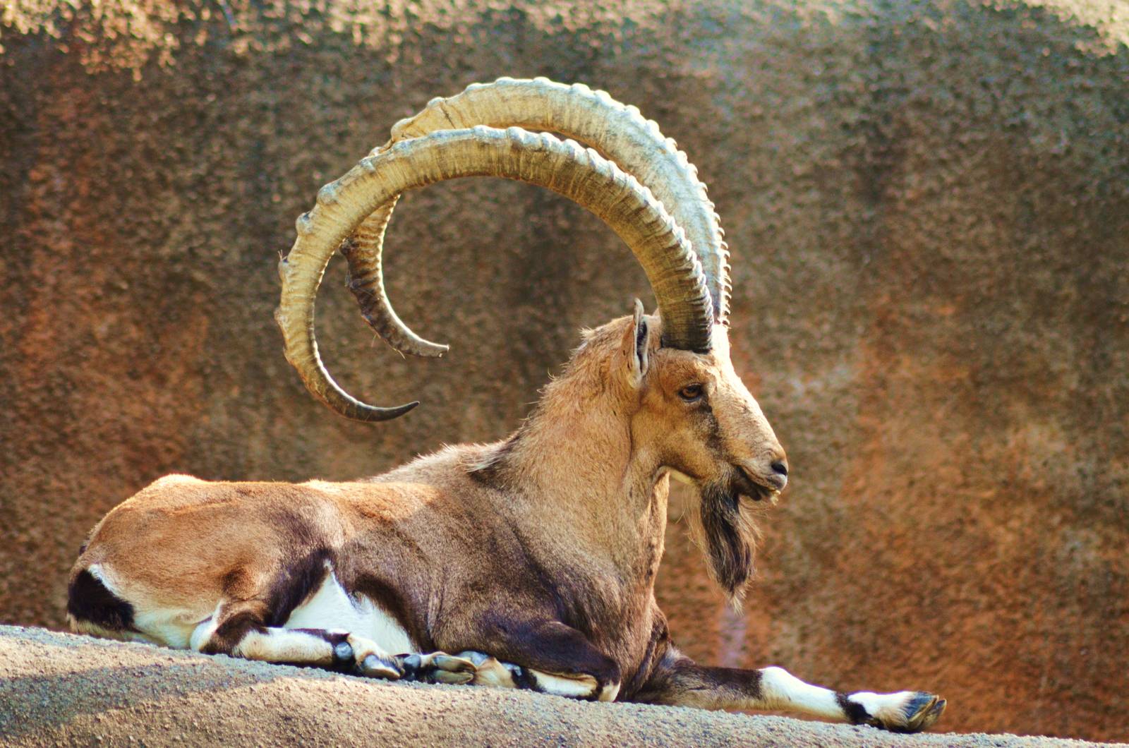 Nubian Ibex