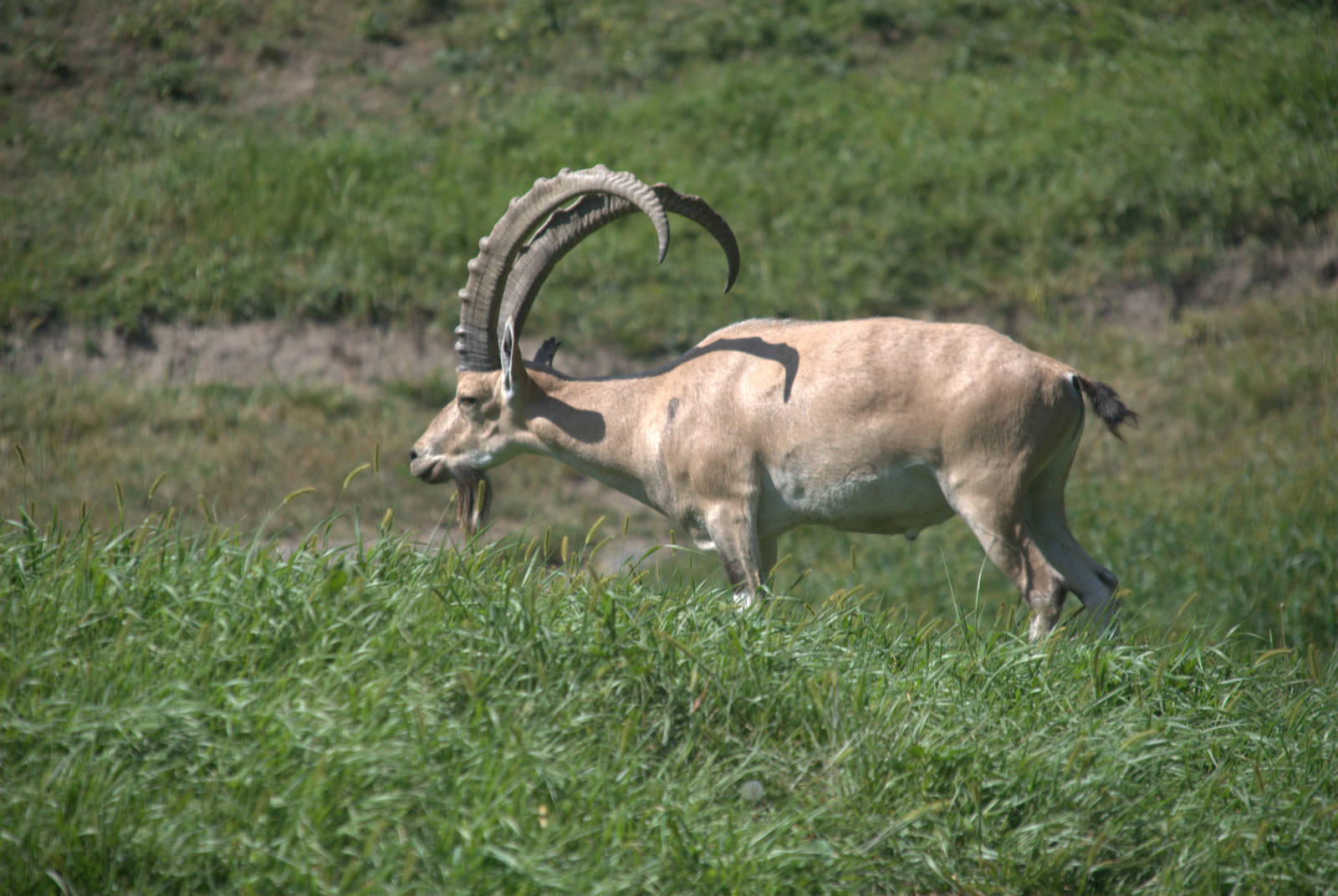 Nubian Ibex