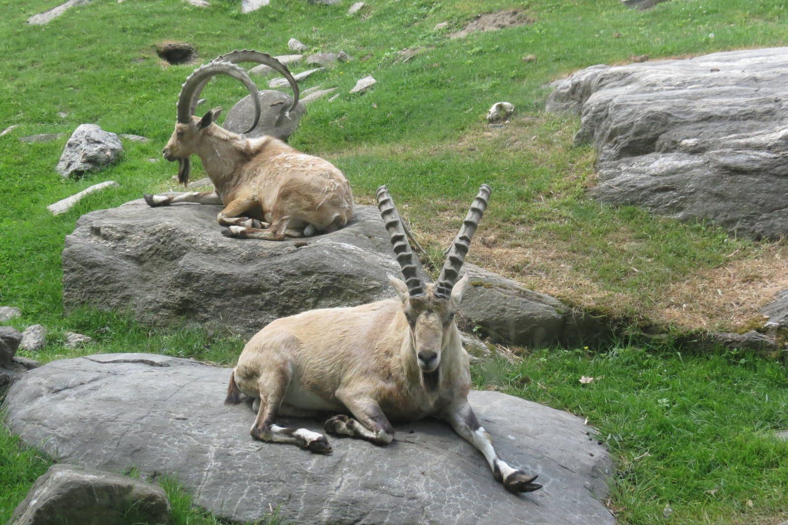 Nubian Ibex