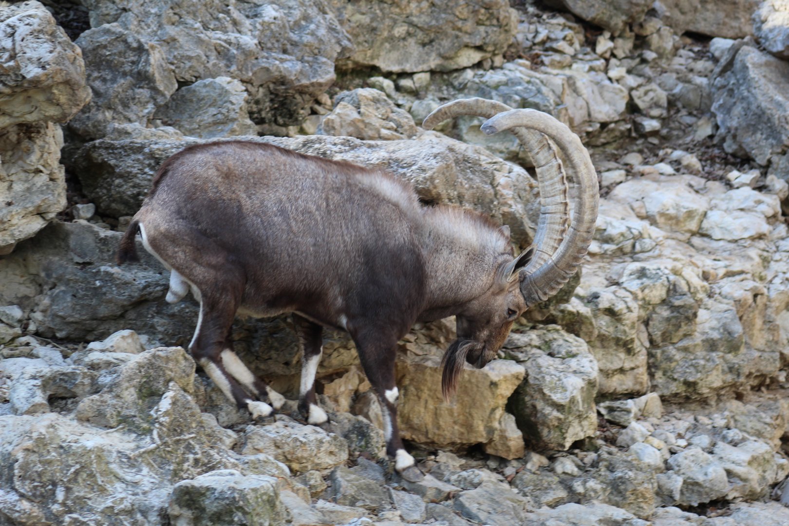 Nubian Ibex