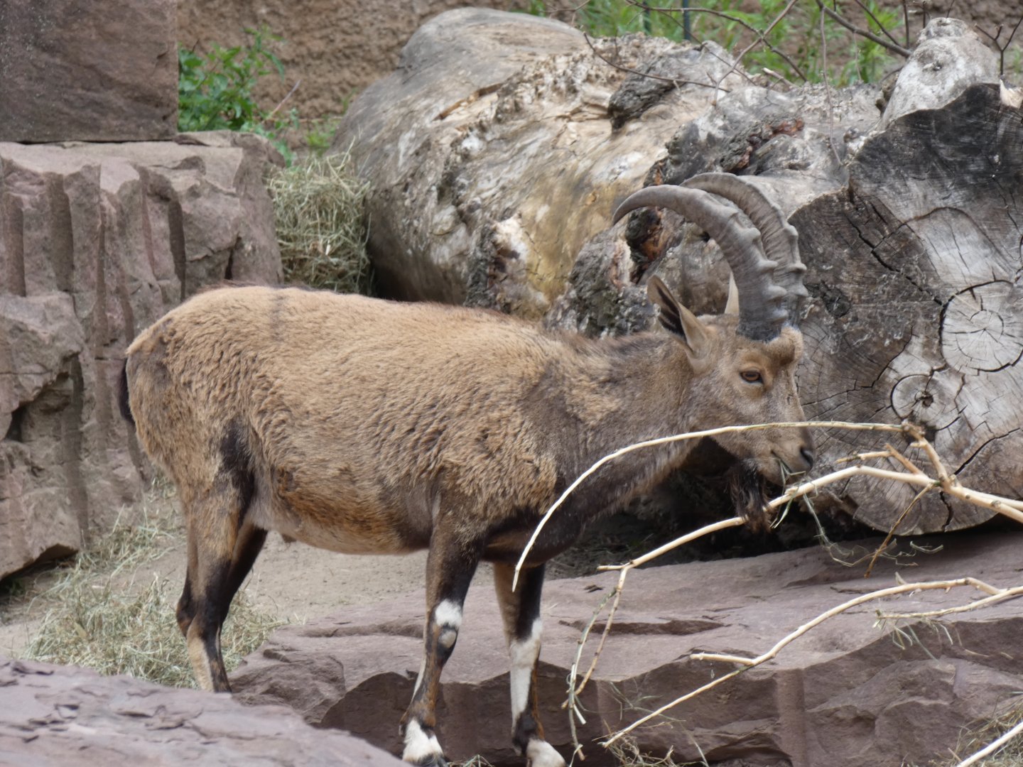 Nubian Ibex