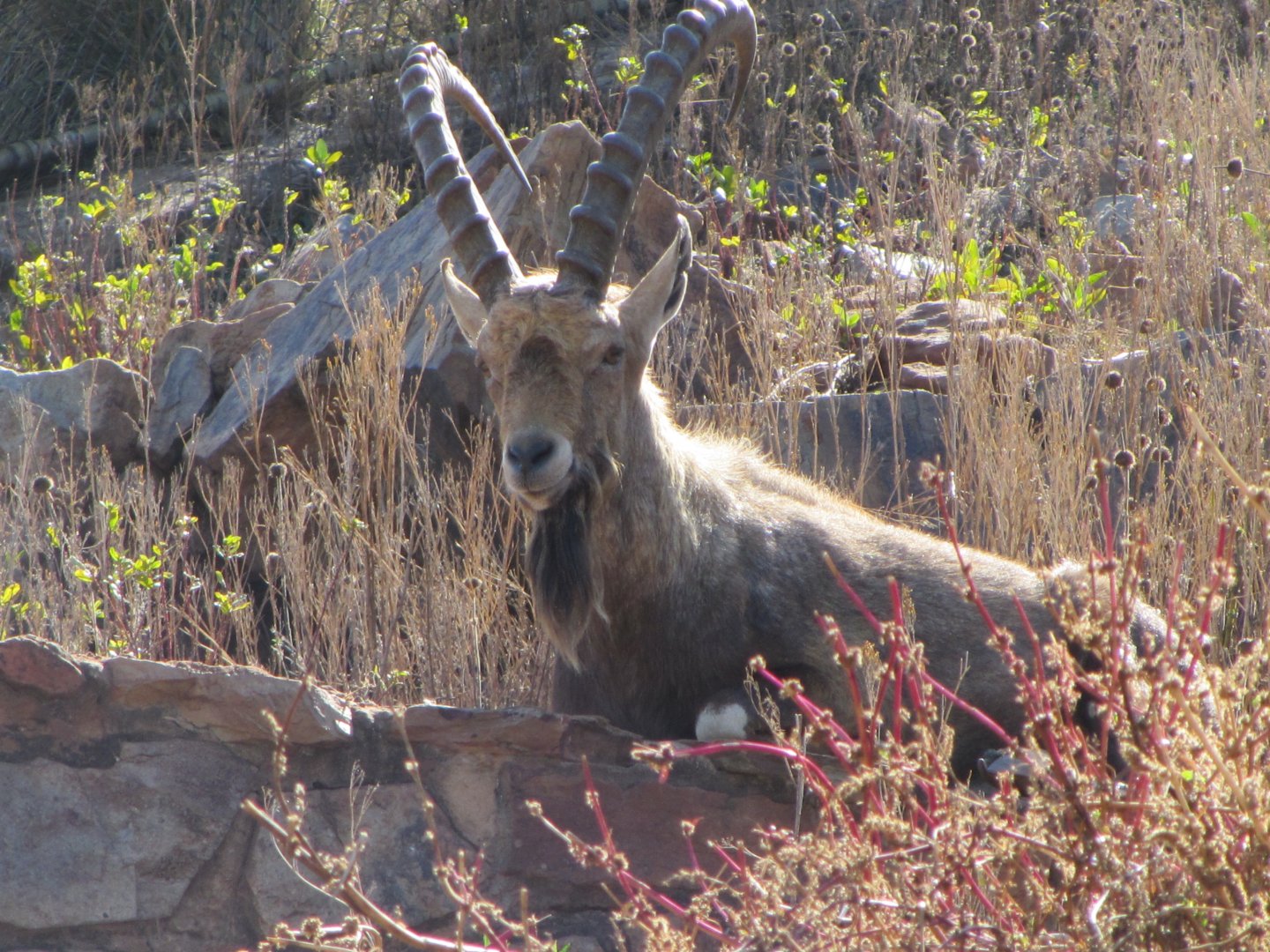 Nubian Ibex
