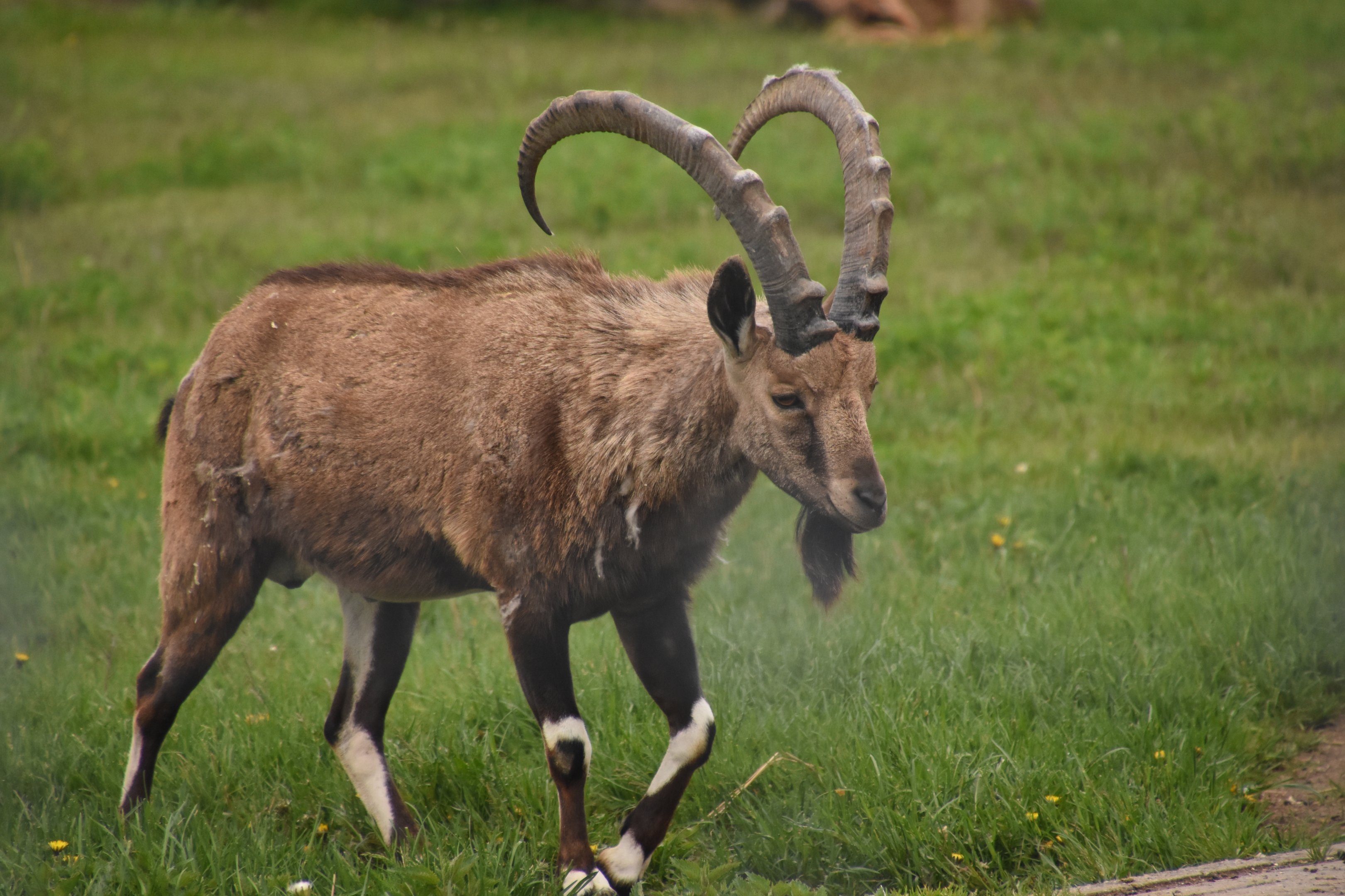 Nubian ibex