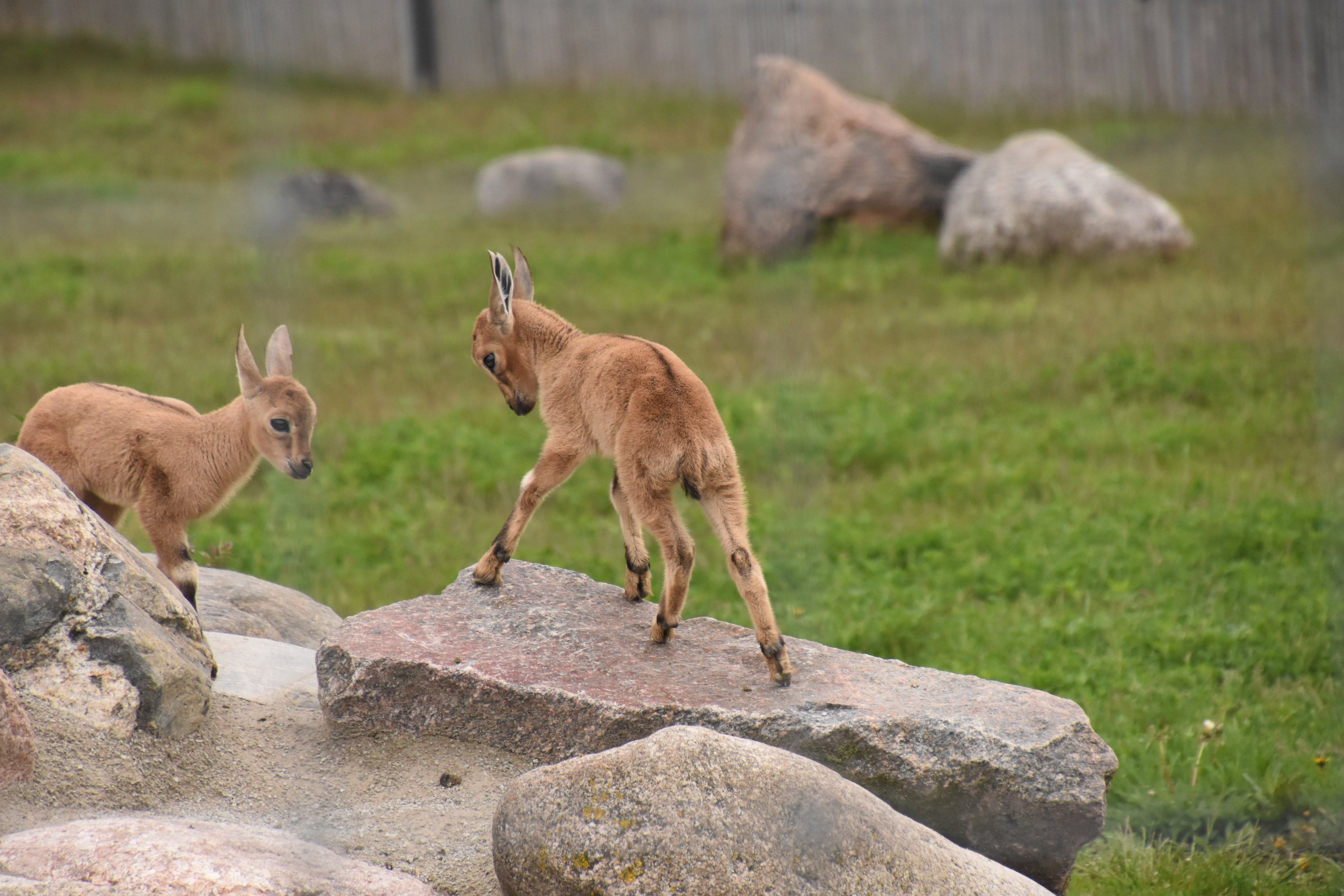 Nubian ibex