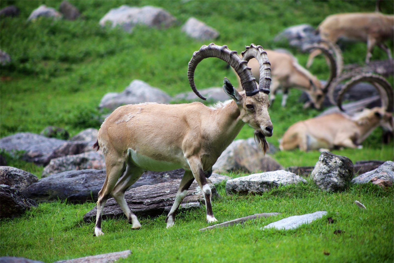 Nubian ibex