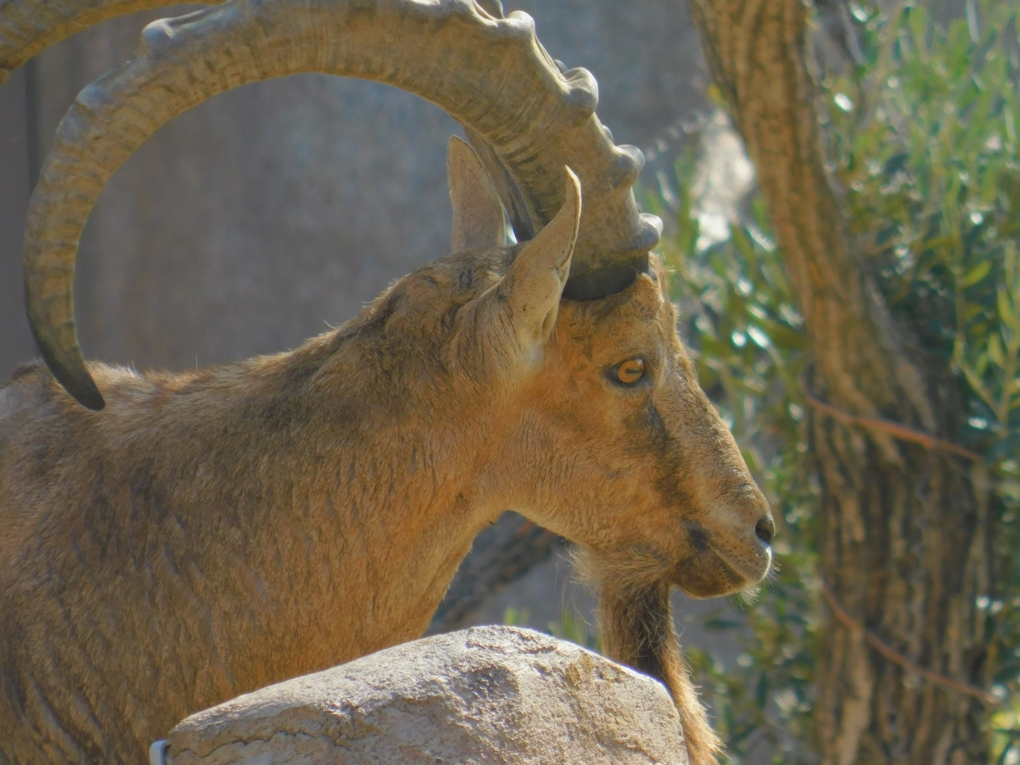 Nubian Ibex