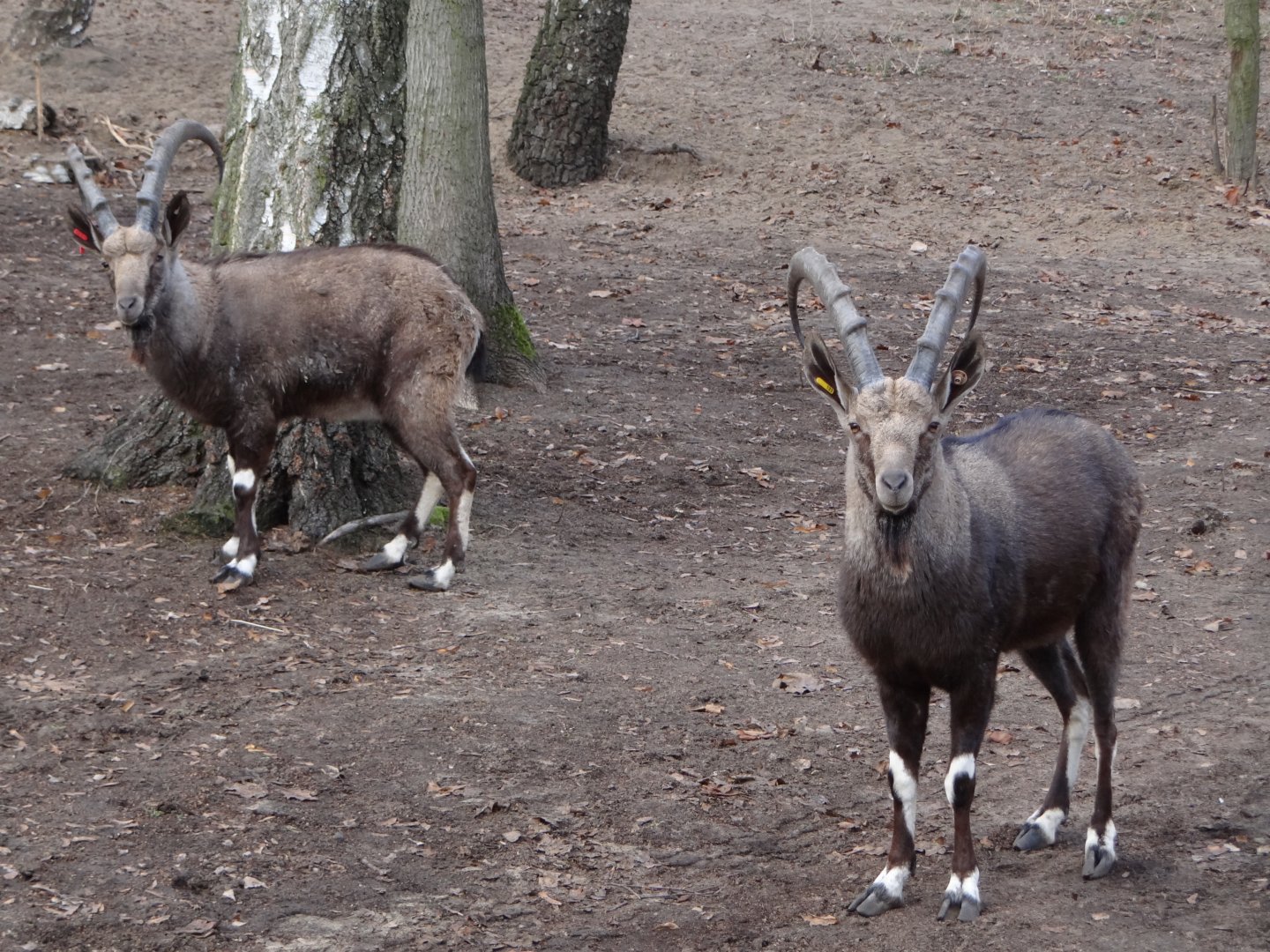 Nubian Ibex