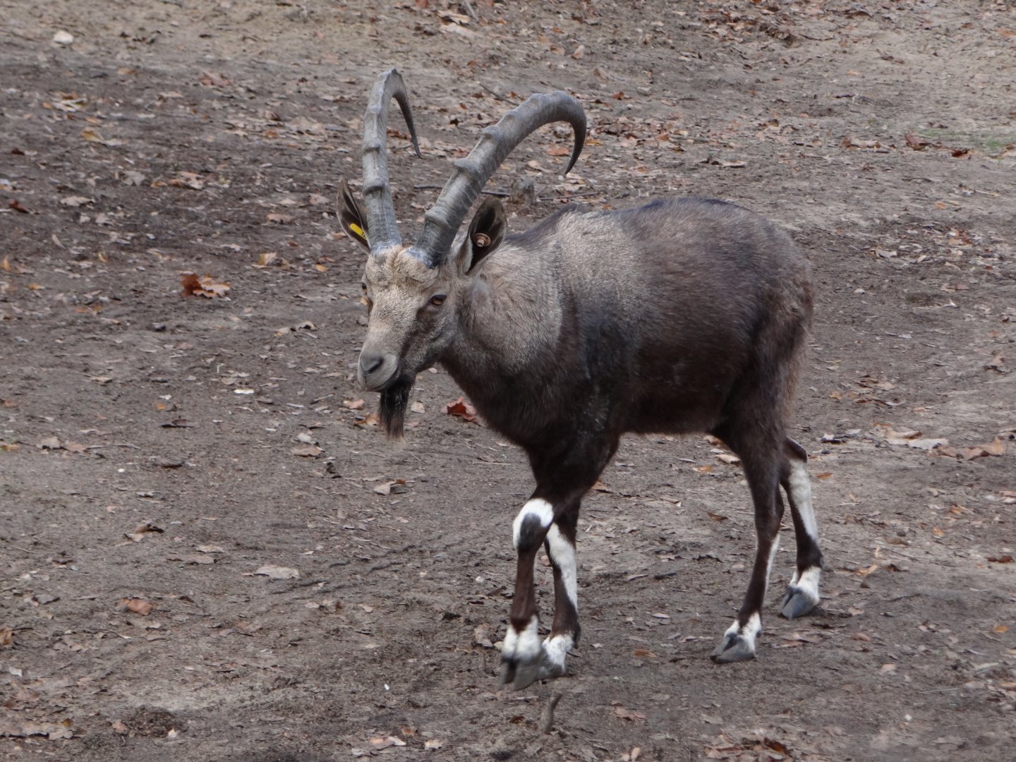 Nubian Ibex