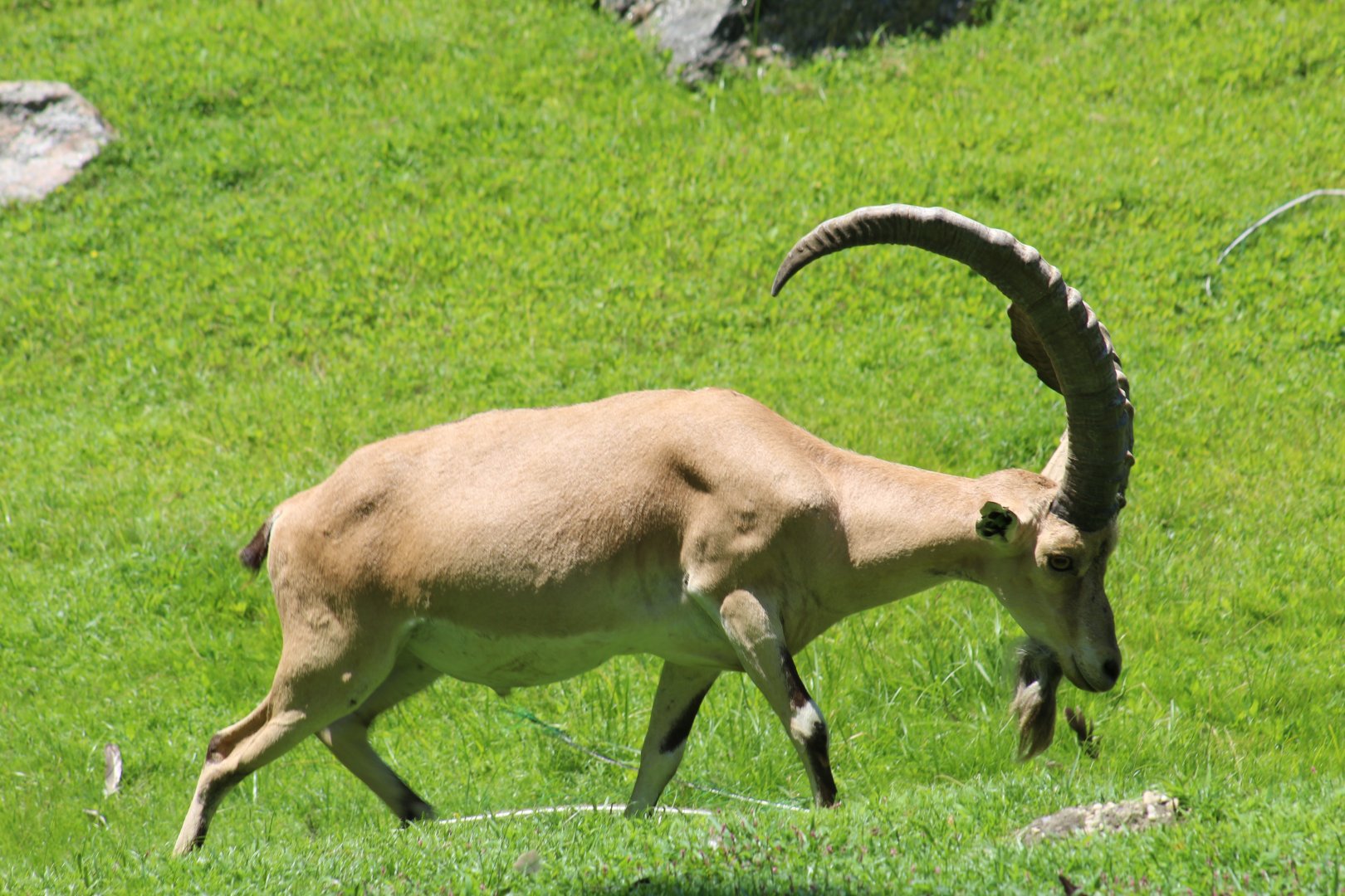 Nubian Ibex