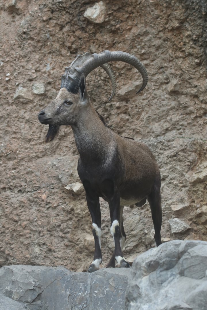 Nubian ibex
