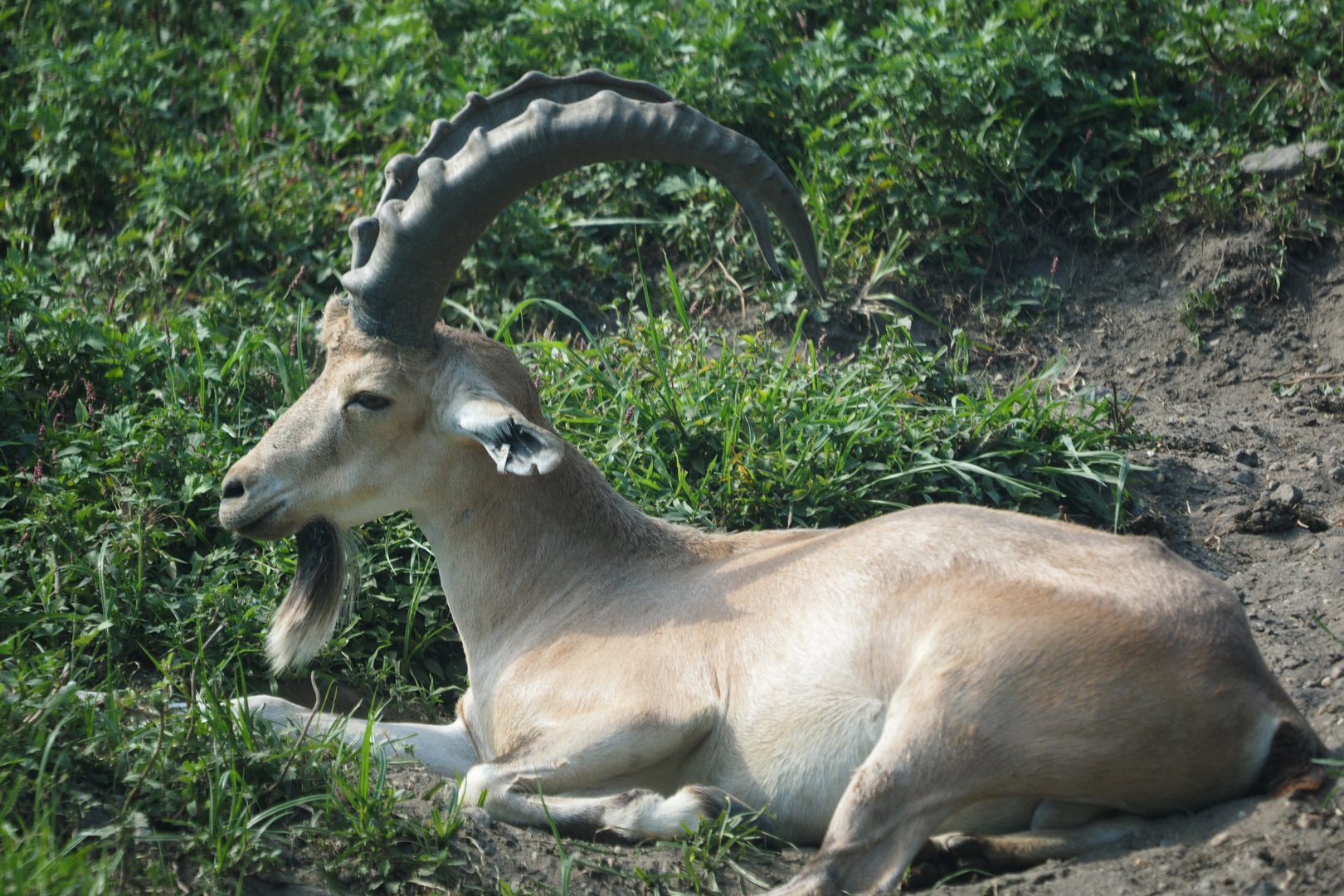 Nubian ibex