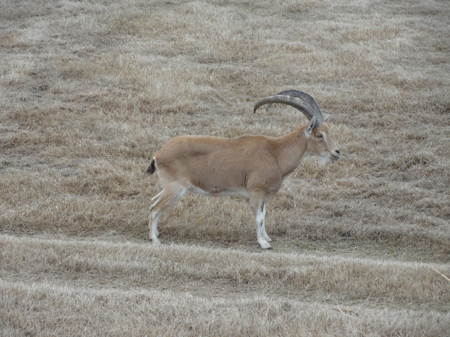 Nubian Ibex