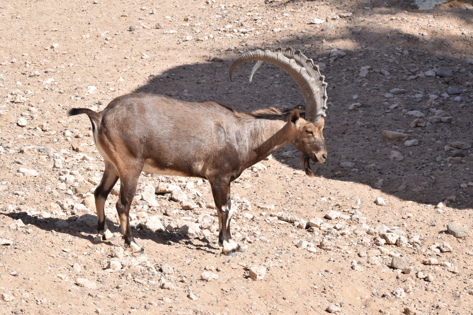 Nubian ibex