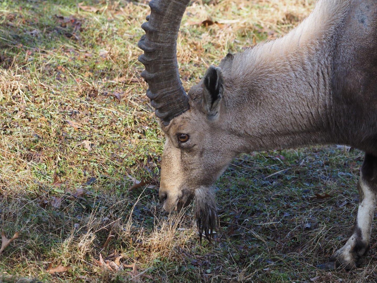 Nubian Ibex