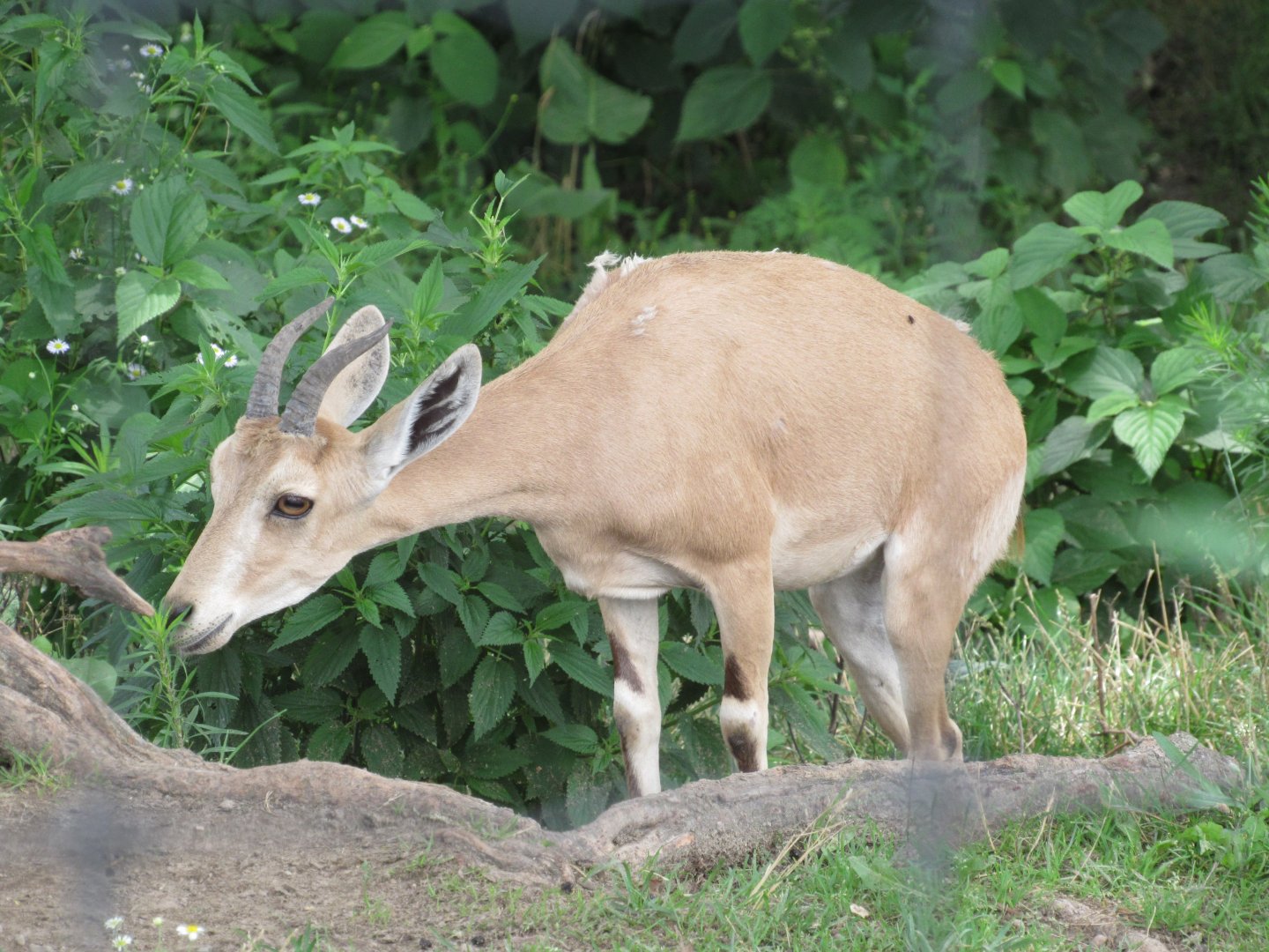Nubian Ibex
