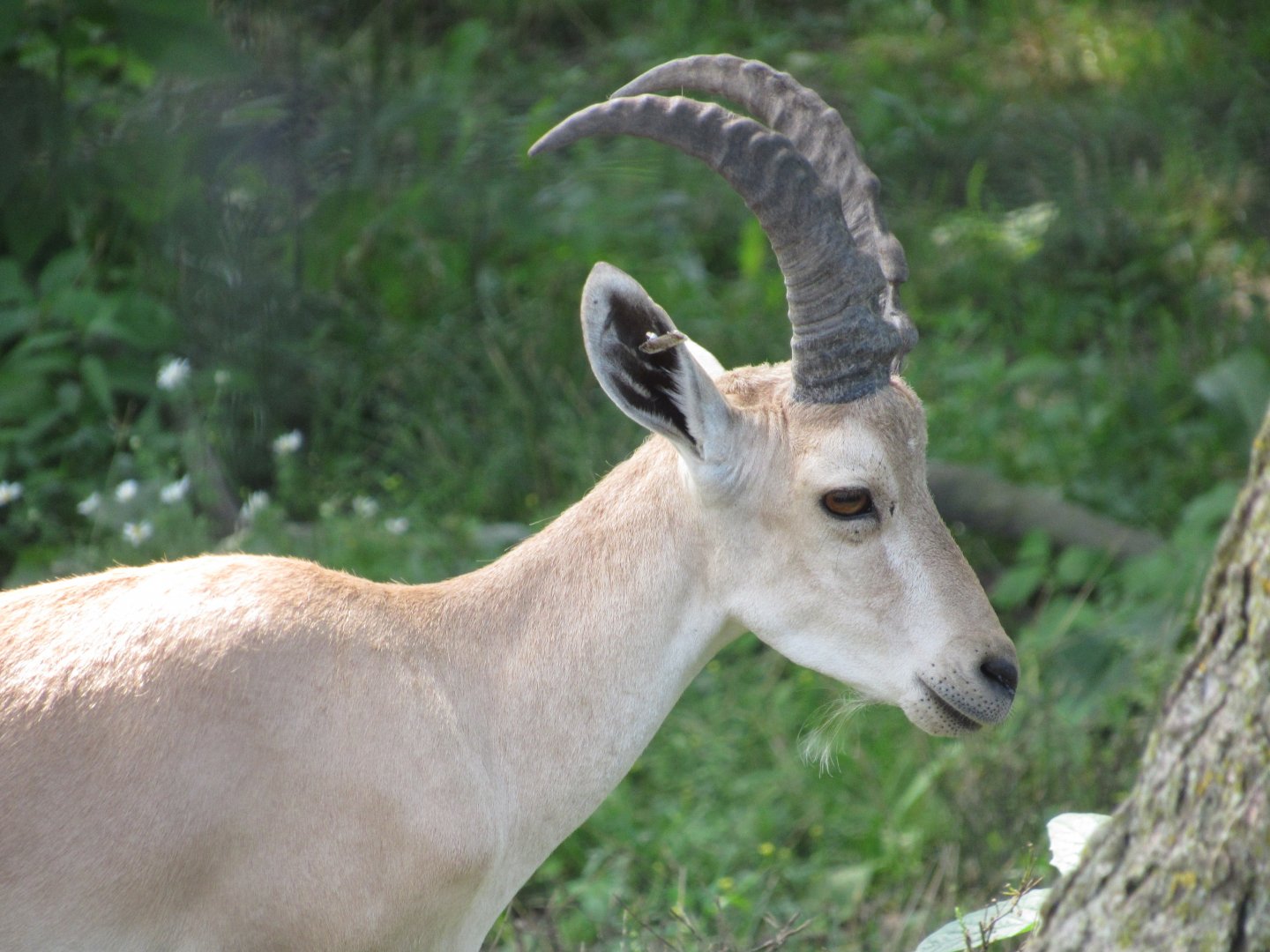 Nubian Ibex