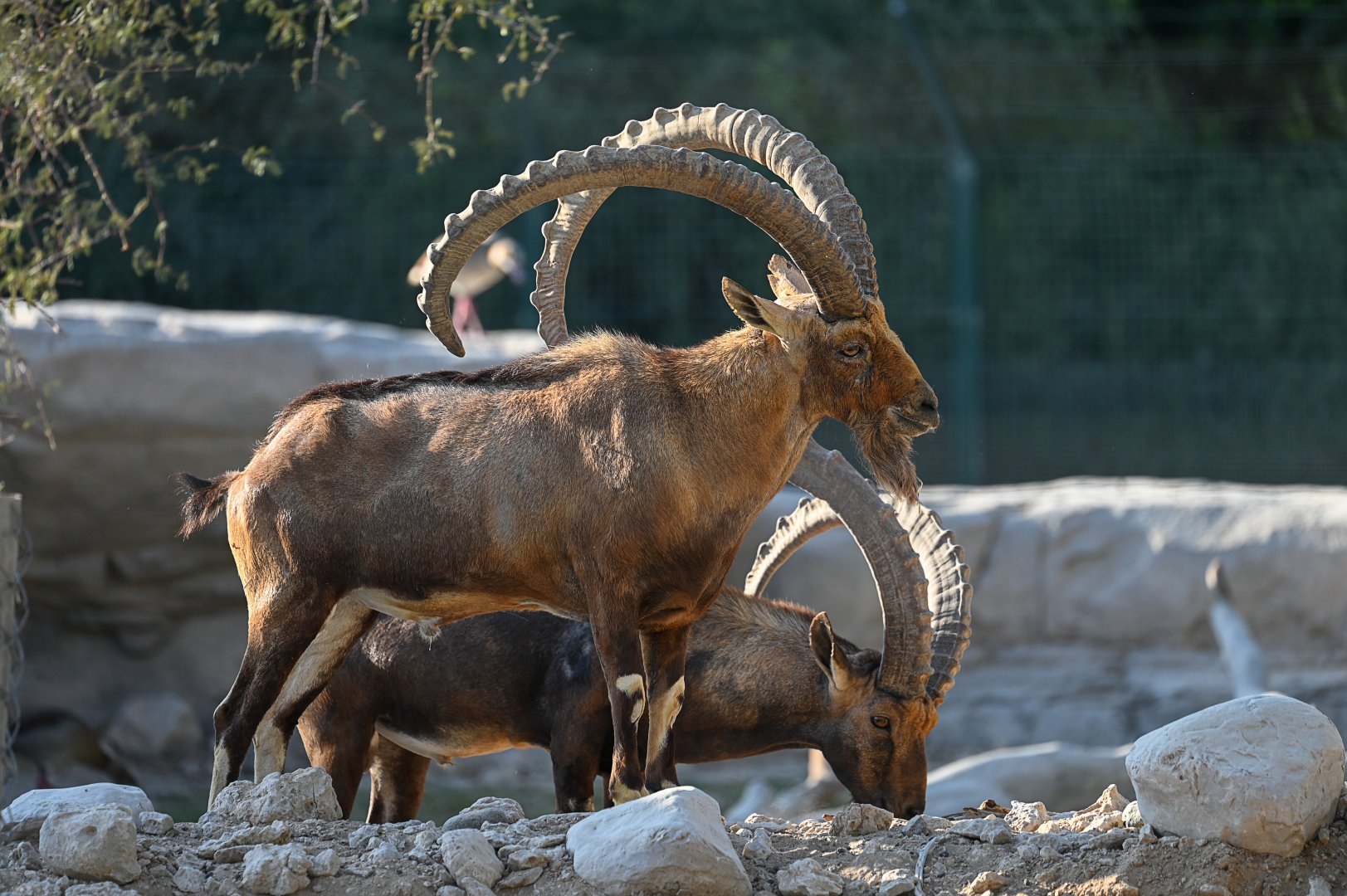 Nubian Ibex