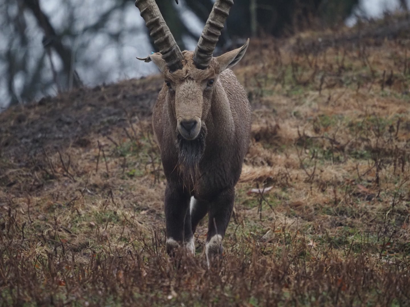 Nubian Ibex
