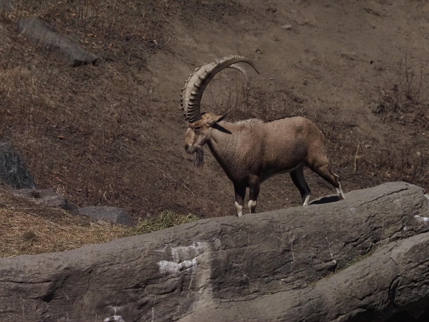 Nubian Ibex