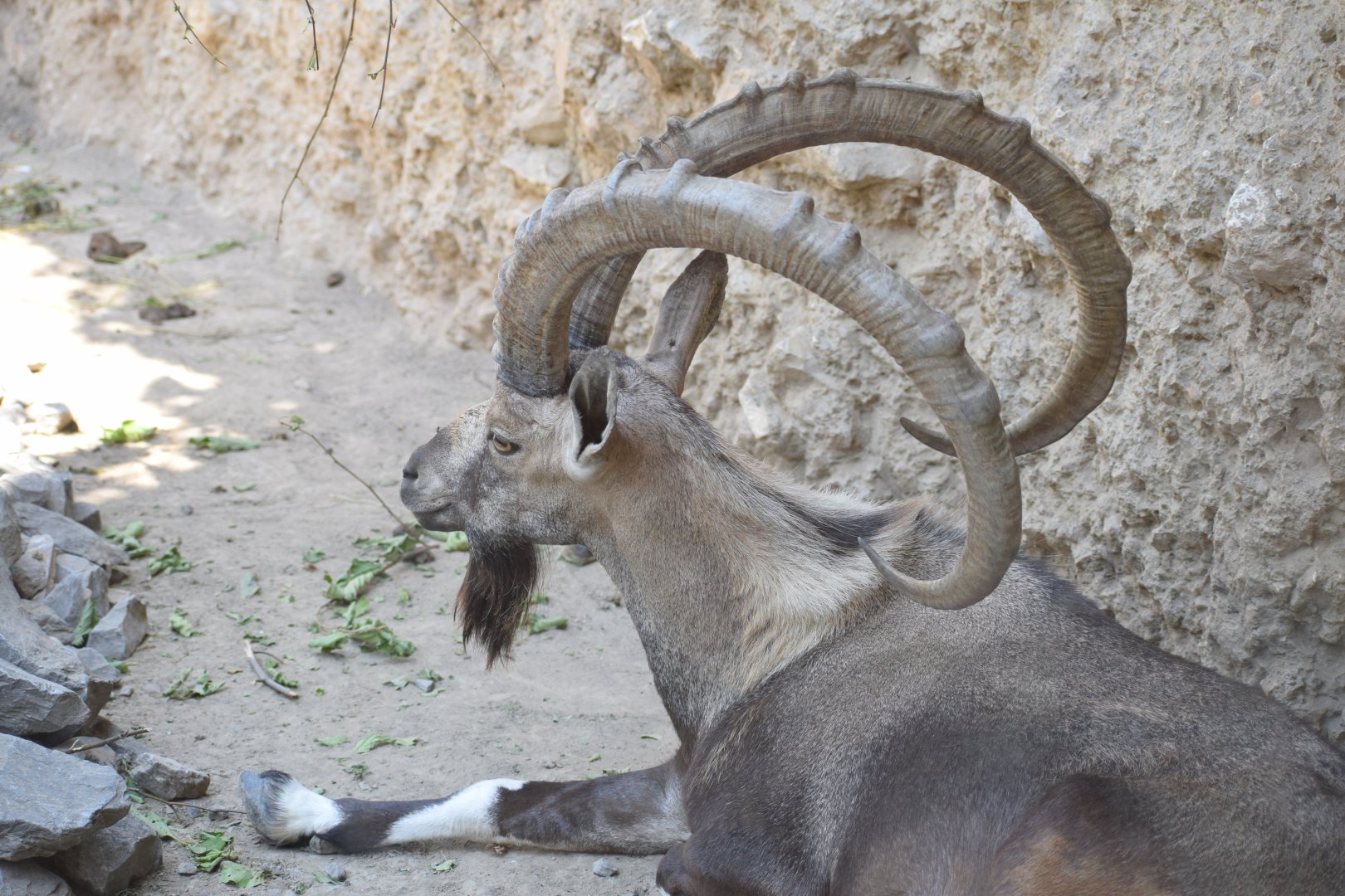 Nubian ibex