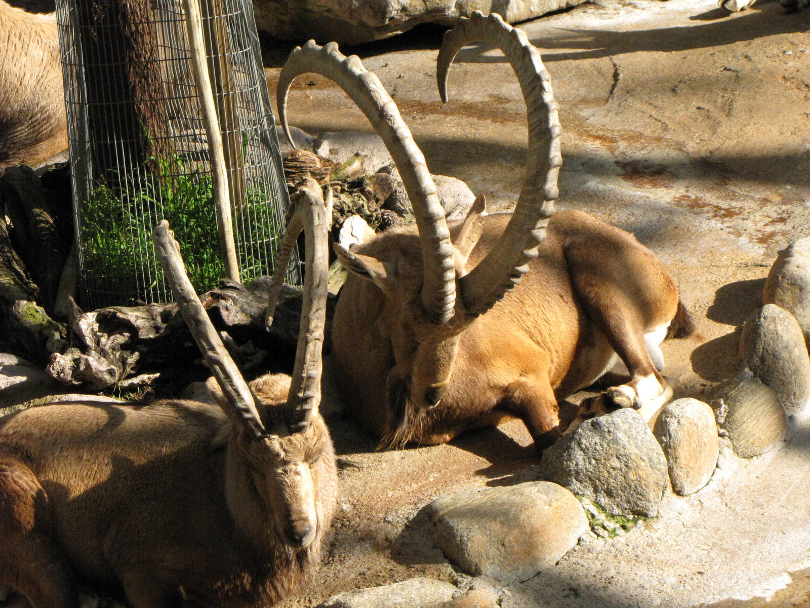 Nubian Ibex