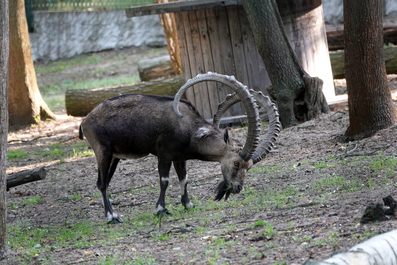Nubian ibex