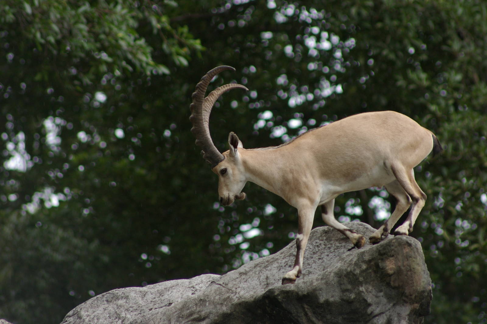 Nubian ibex