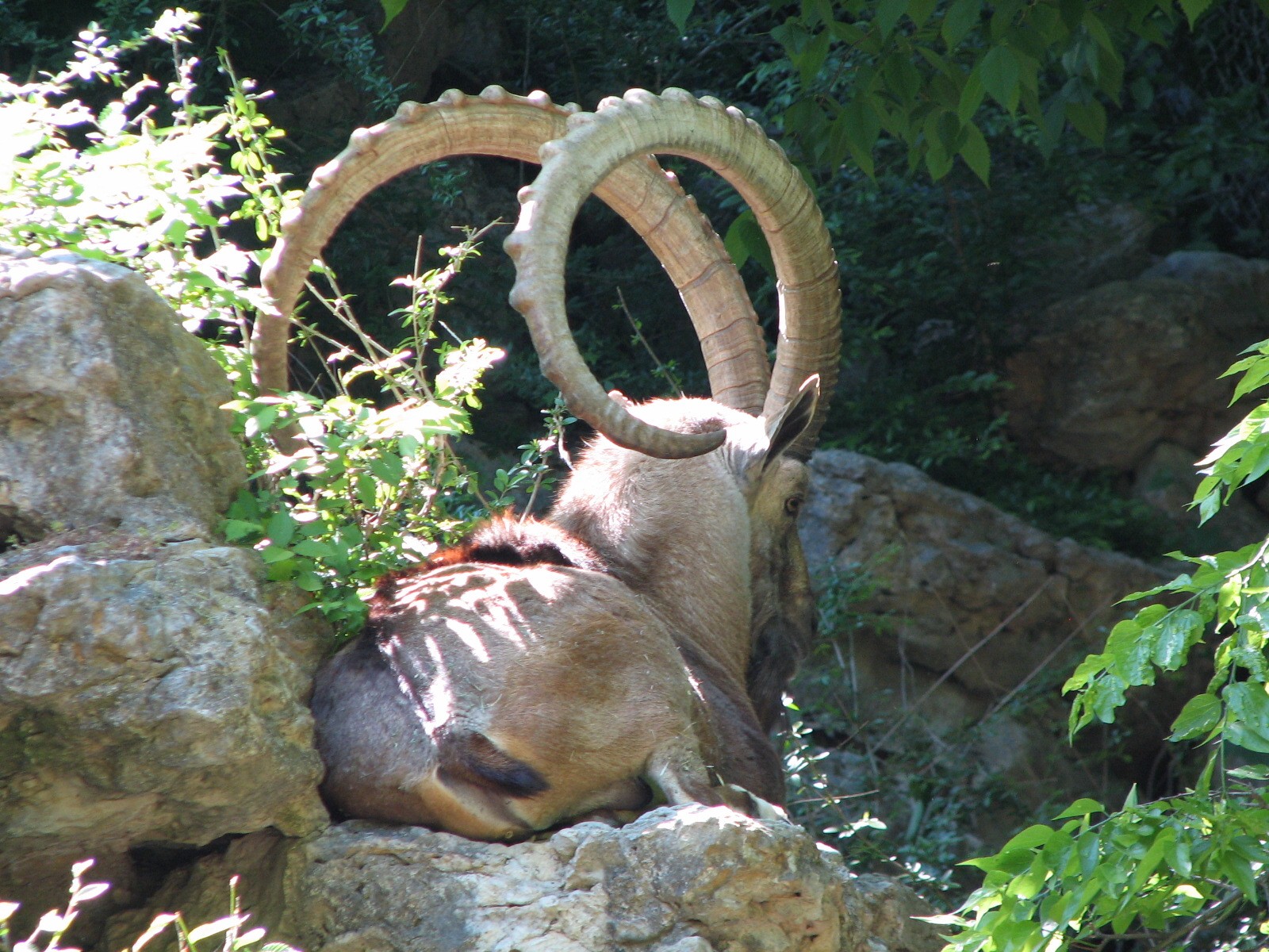 Nubian Ibex