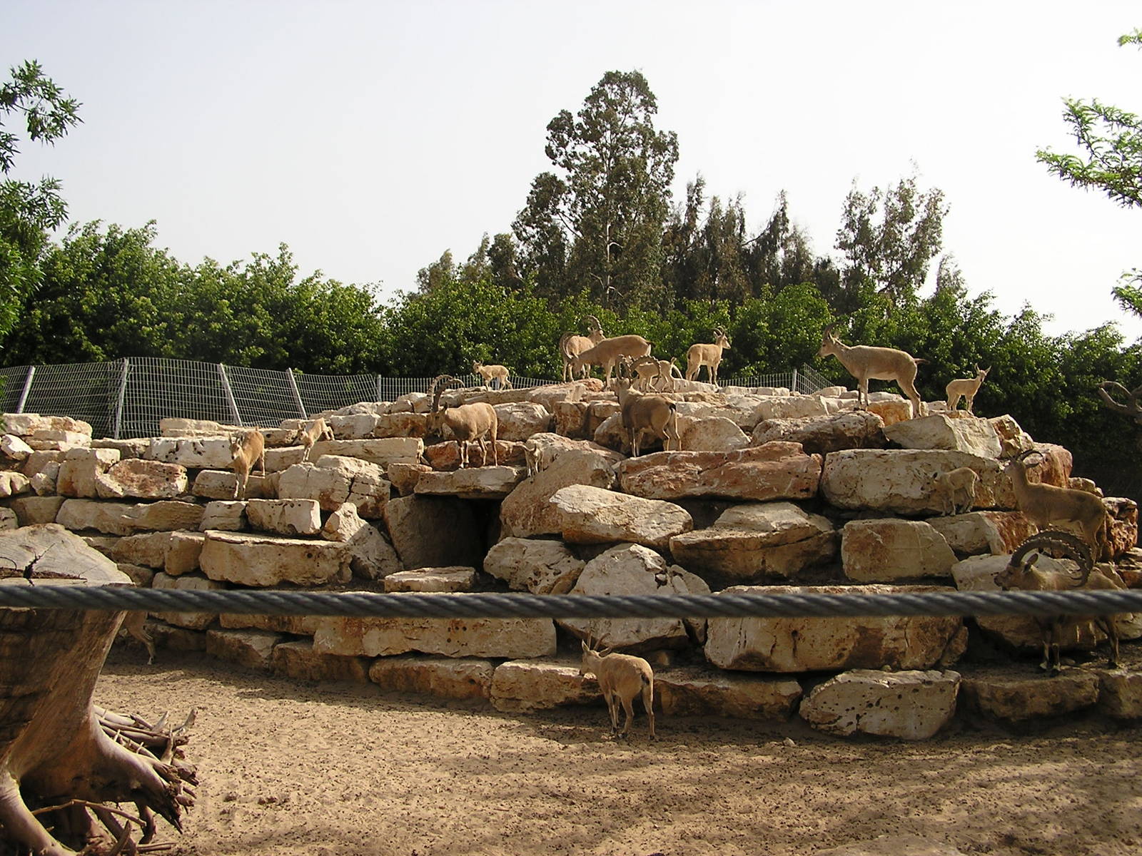 Nubian ibexes enclosure