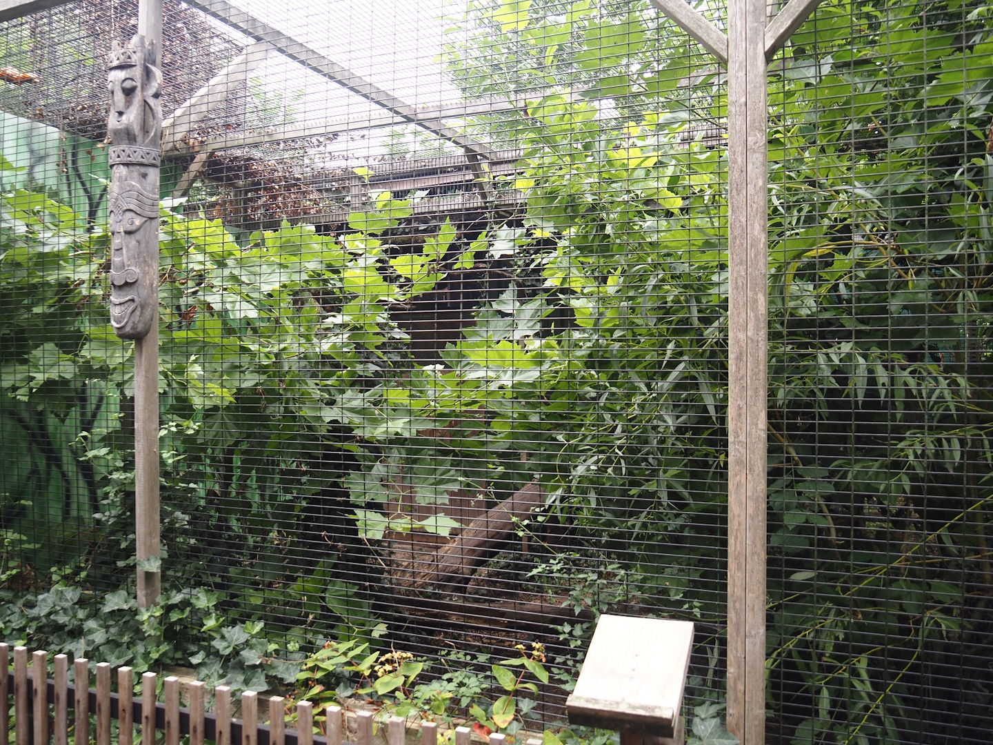 Nubian Ichneumon exhibit, 2025-08-17