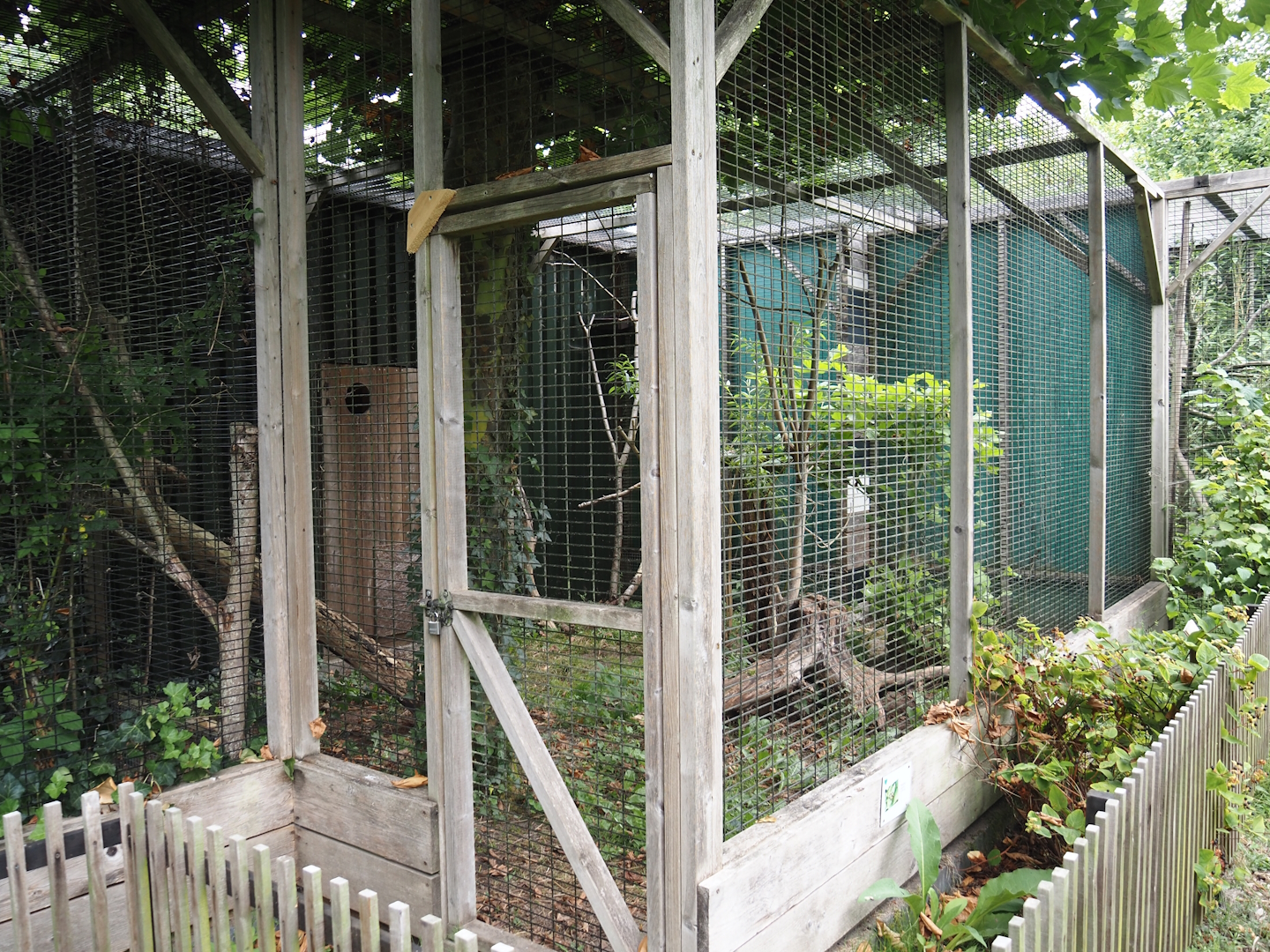 Nubian Ichneumon exhibit, 2025-08-17