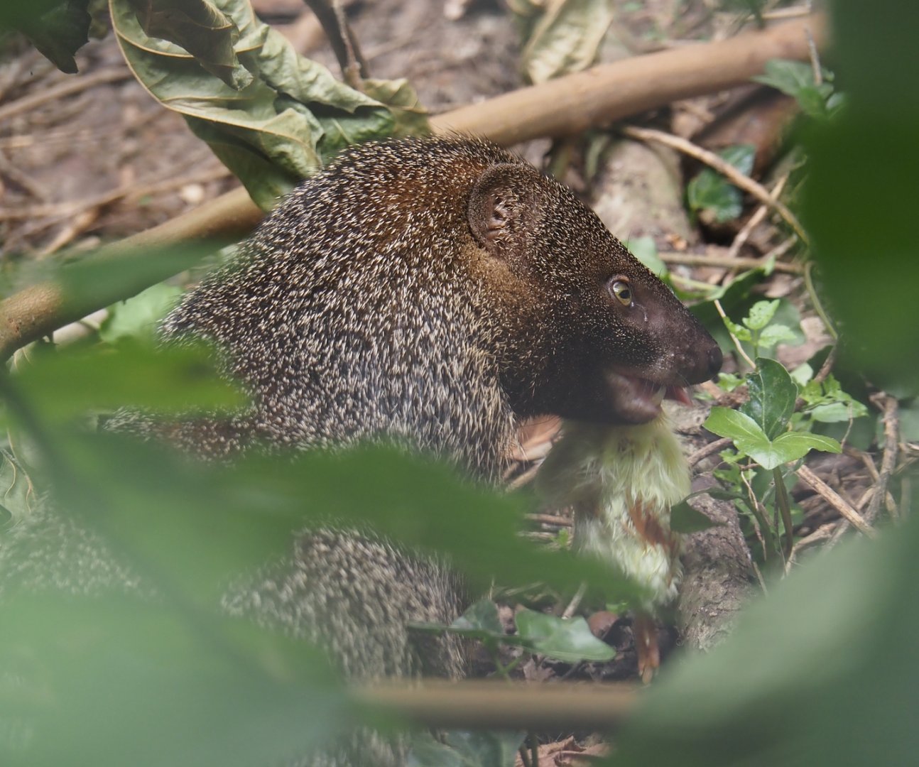 Nubian Ichneumon (Herpestes ichneumon numidicus), 2025-08-17