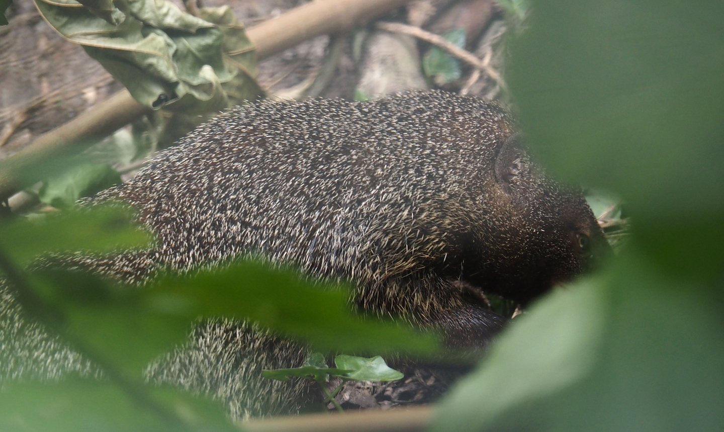 Nubian Ichneumon (Herpestes ichneumon numidicus), 2025-08-17
