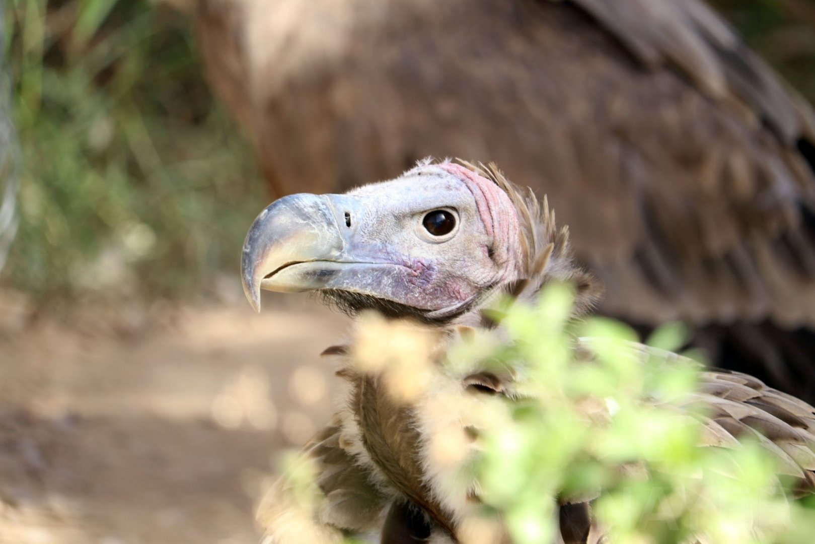 Nubian lappet-faced vulture, January 2019