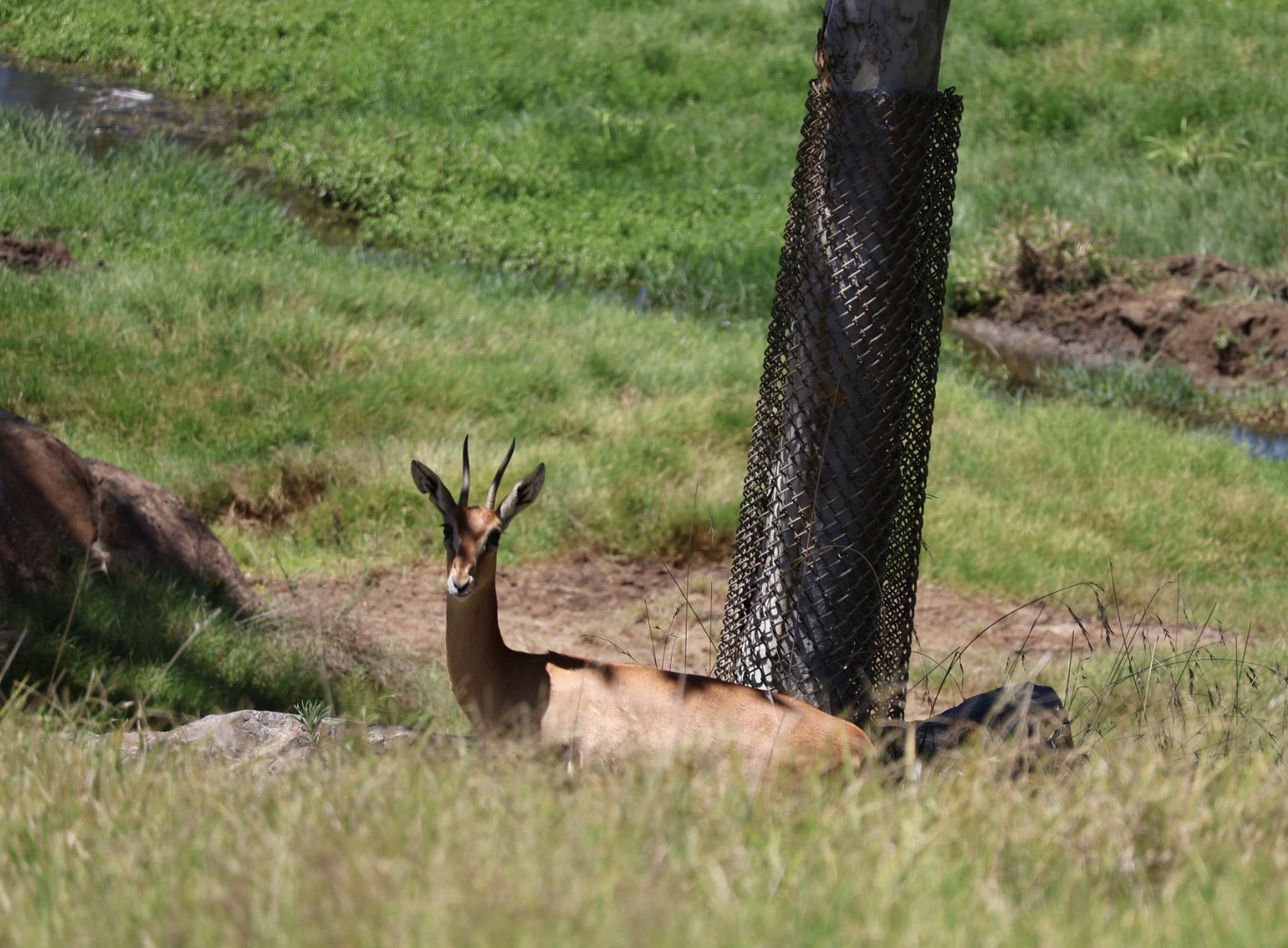 Nubian Red-fronted Gazelle