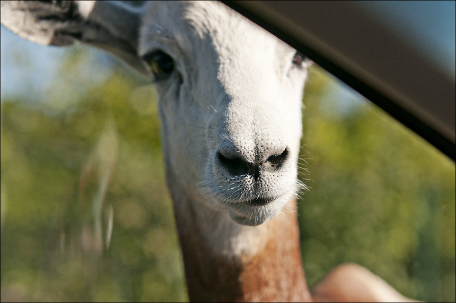 Nubian red-necked gazelle at Serengeti Park