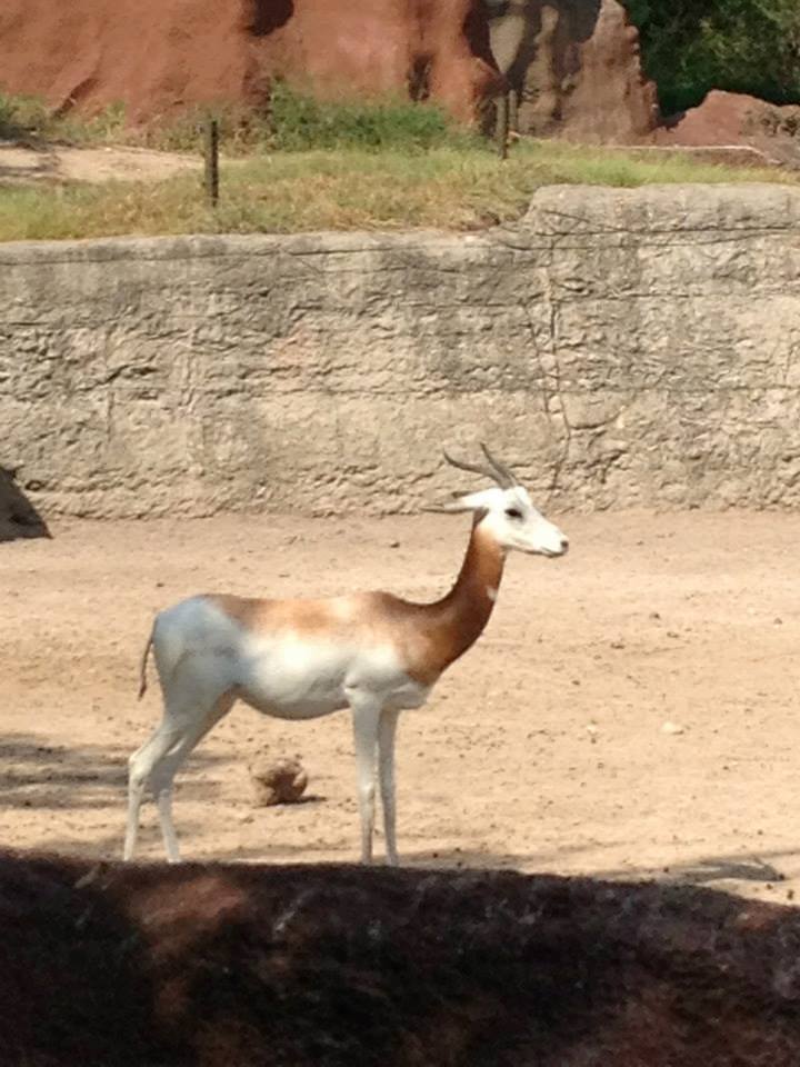 Nubian red-necked gazelle (Nanger dama ruficollis)