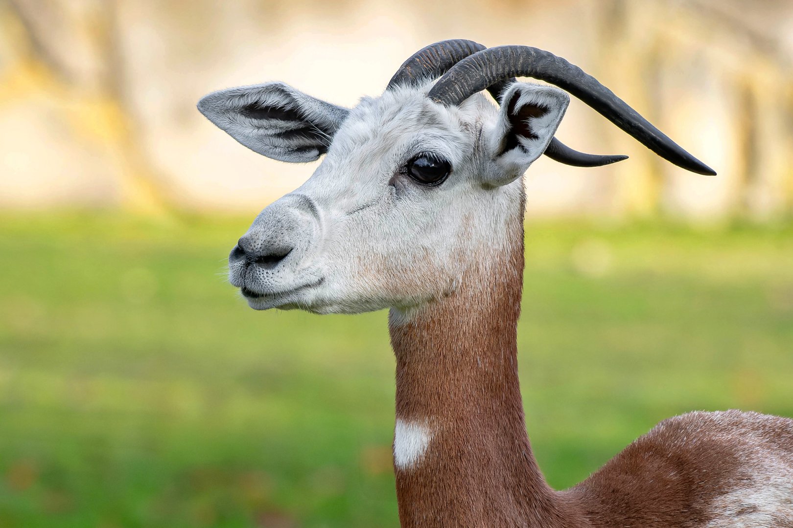 Nubian red-necked gazelle (Nanger dama ruficollis)