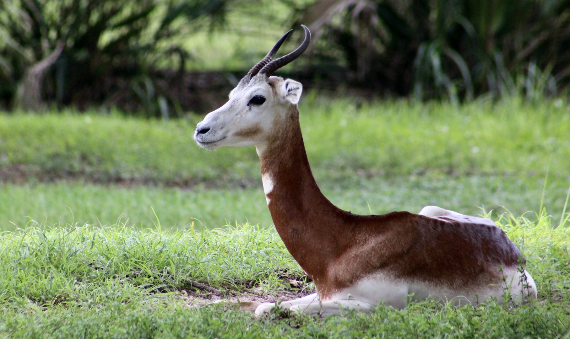 Nubian Red-Necked Gazelle (Nanger dama ruficollis)