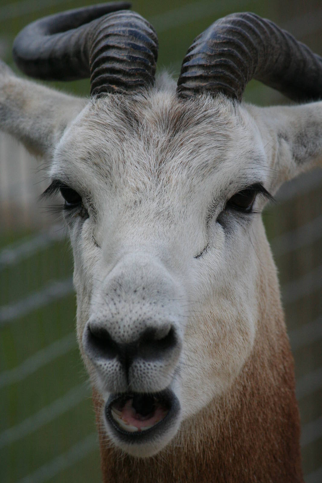 Nubian red-necked gazelle