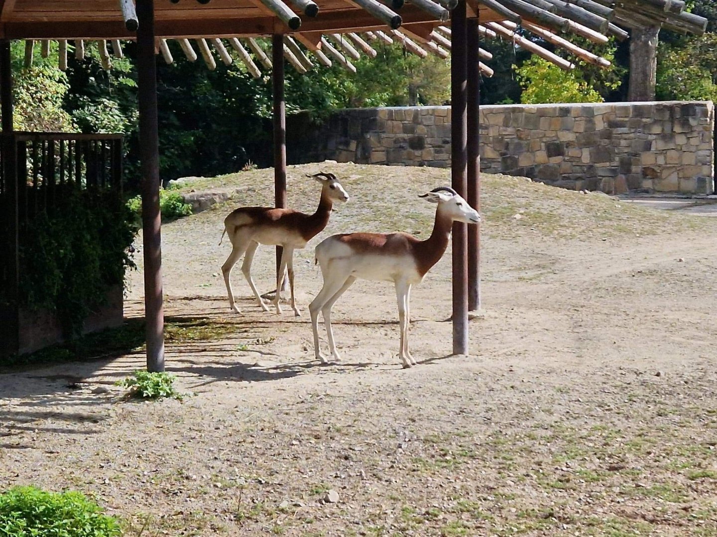 Nubian Red-necked Gazelle