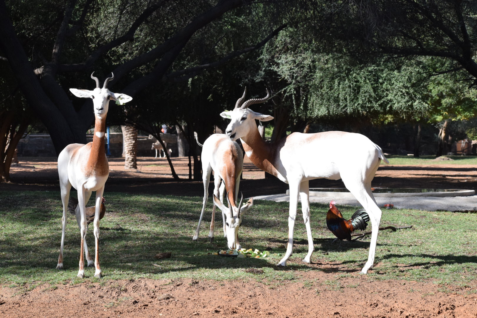 Nubian red-necked Gazelle
