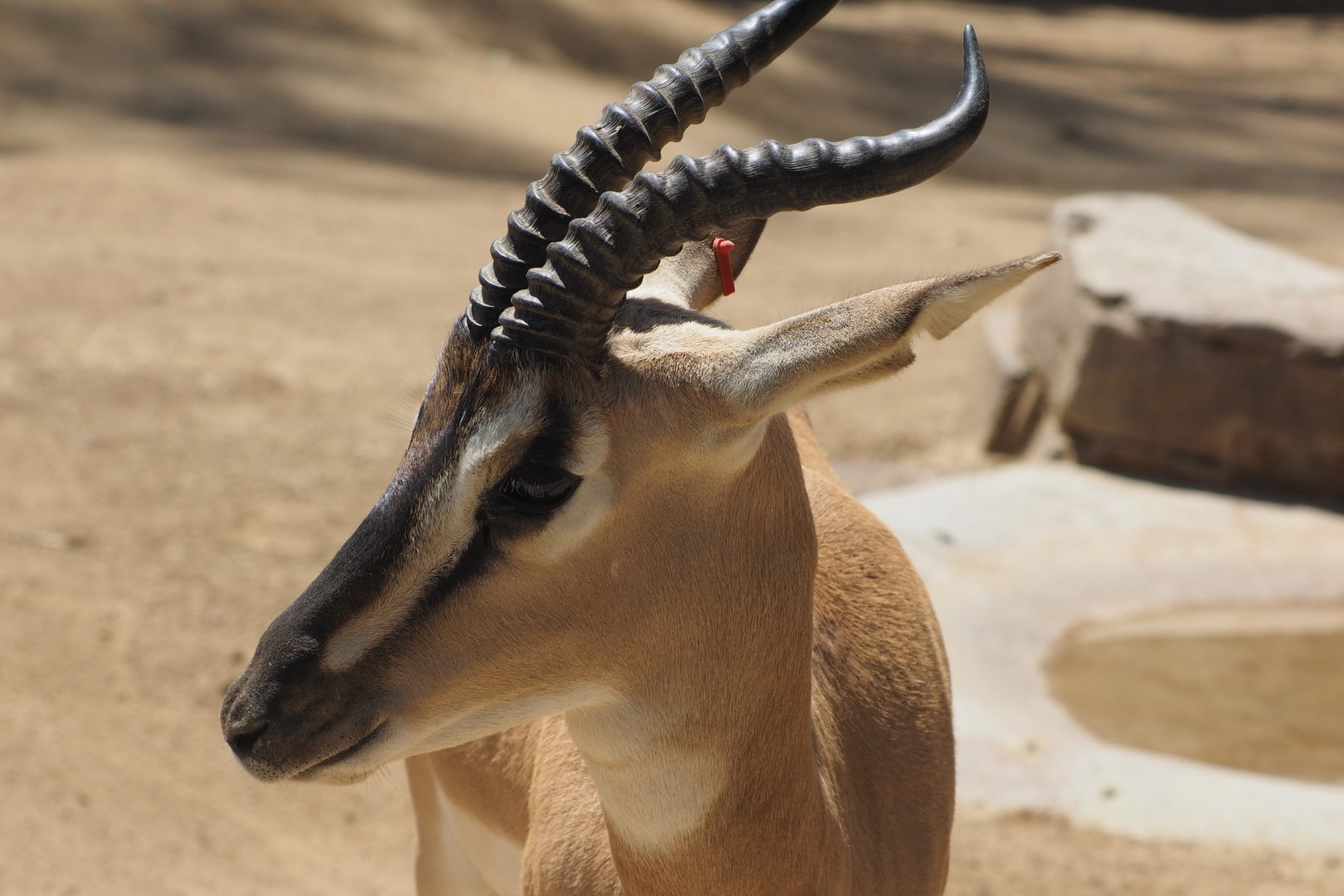 Nubian Soemerring's gazelle
