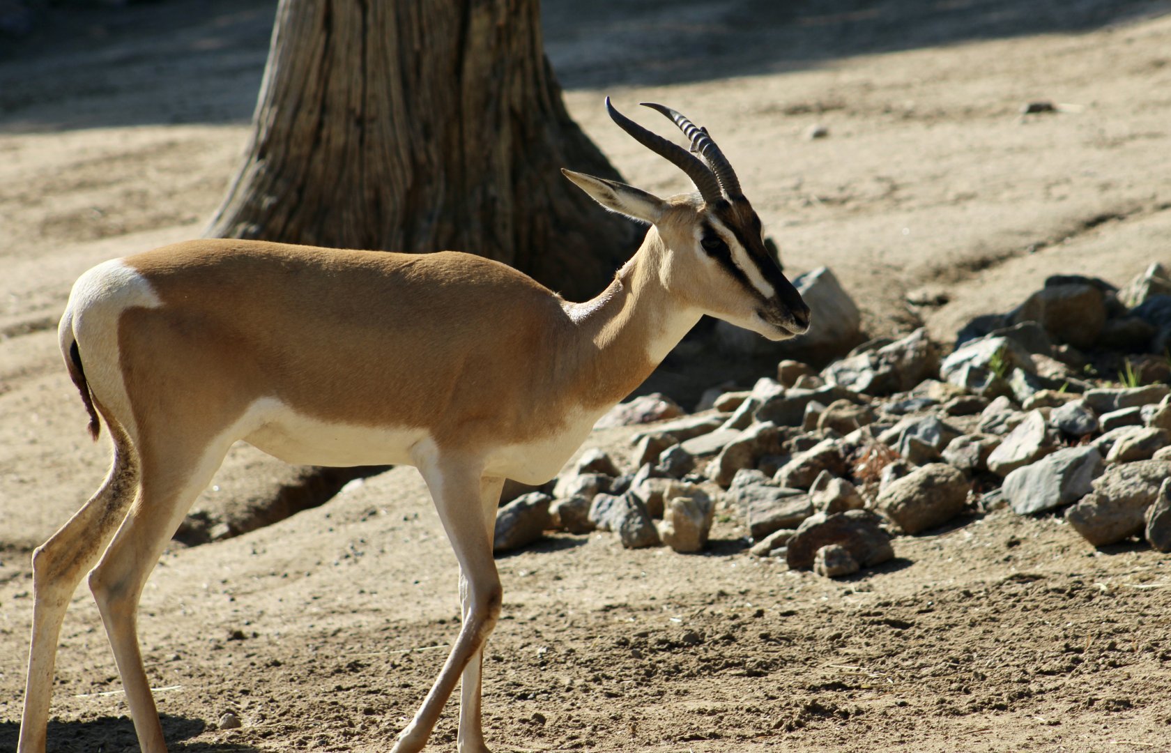 Nubian Soemmering's Gazelle (Nanger soemmerringii soemmerringii)