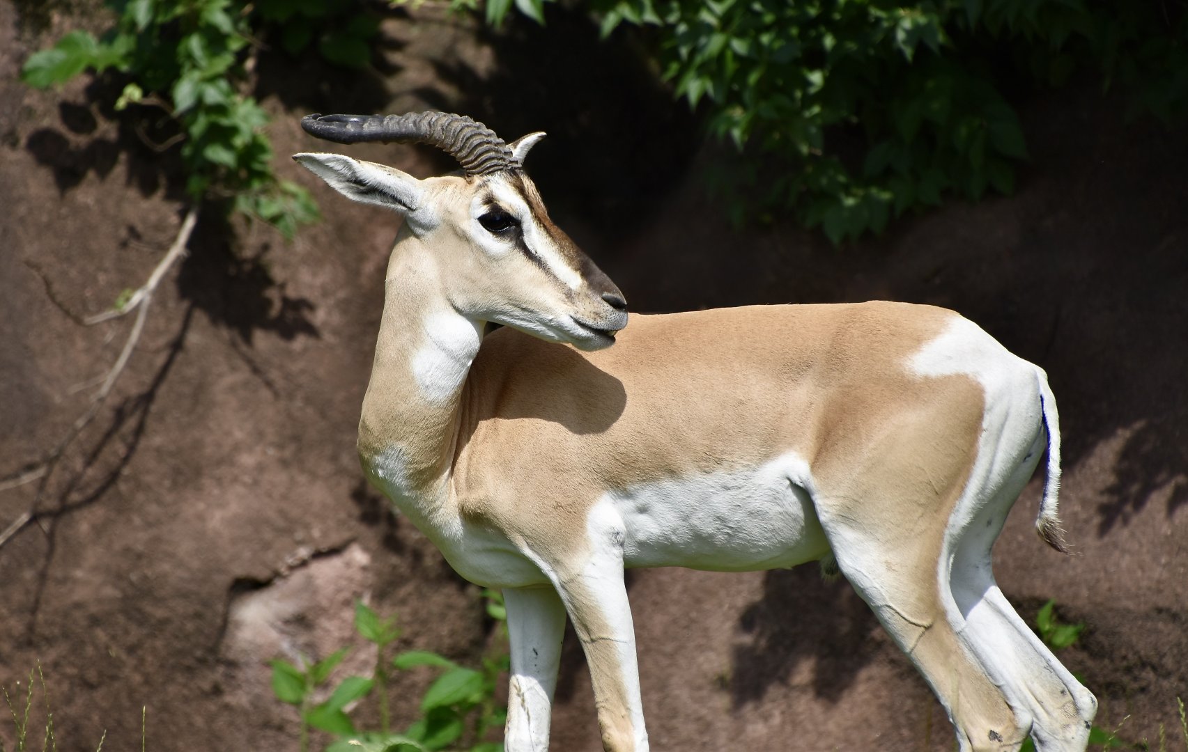 Nubian Soemmering's Gazelle (Nanger soemmerringii soemmerringii)